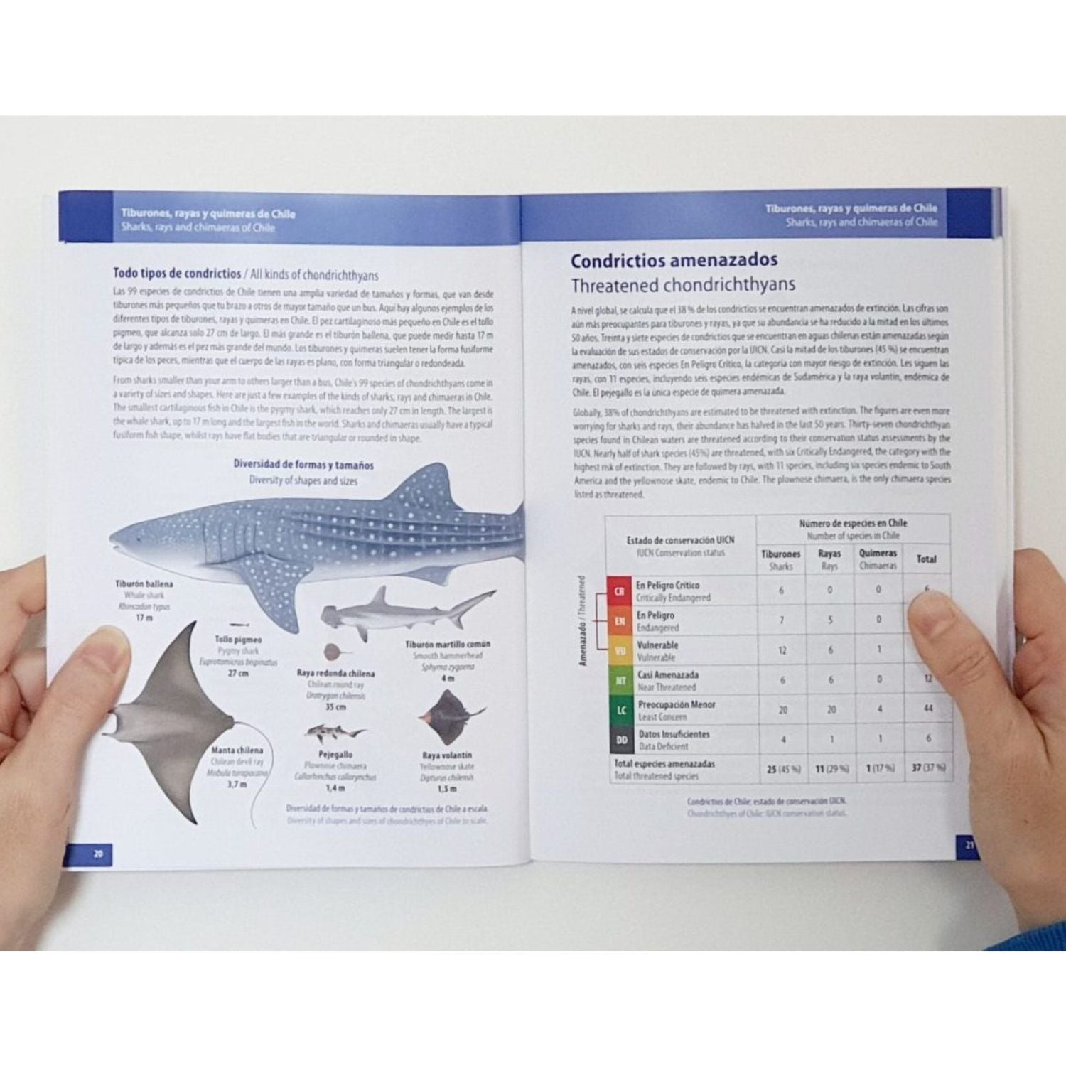 Tiburones, rayas y quimeras de Chile
