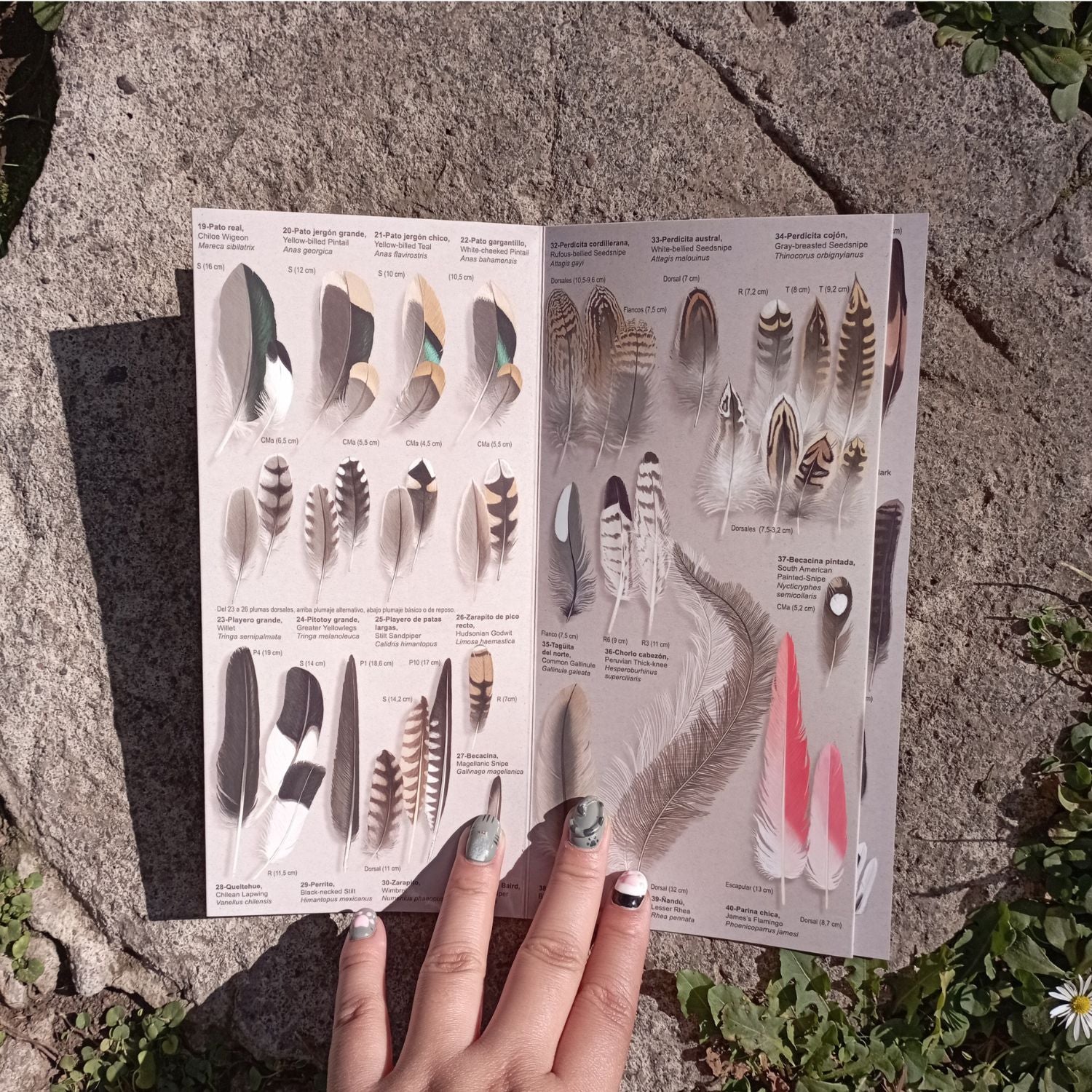 Guía de Bolsillo - Plumas de las Aves de Chile