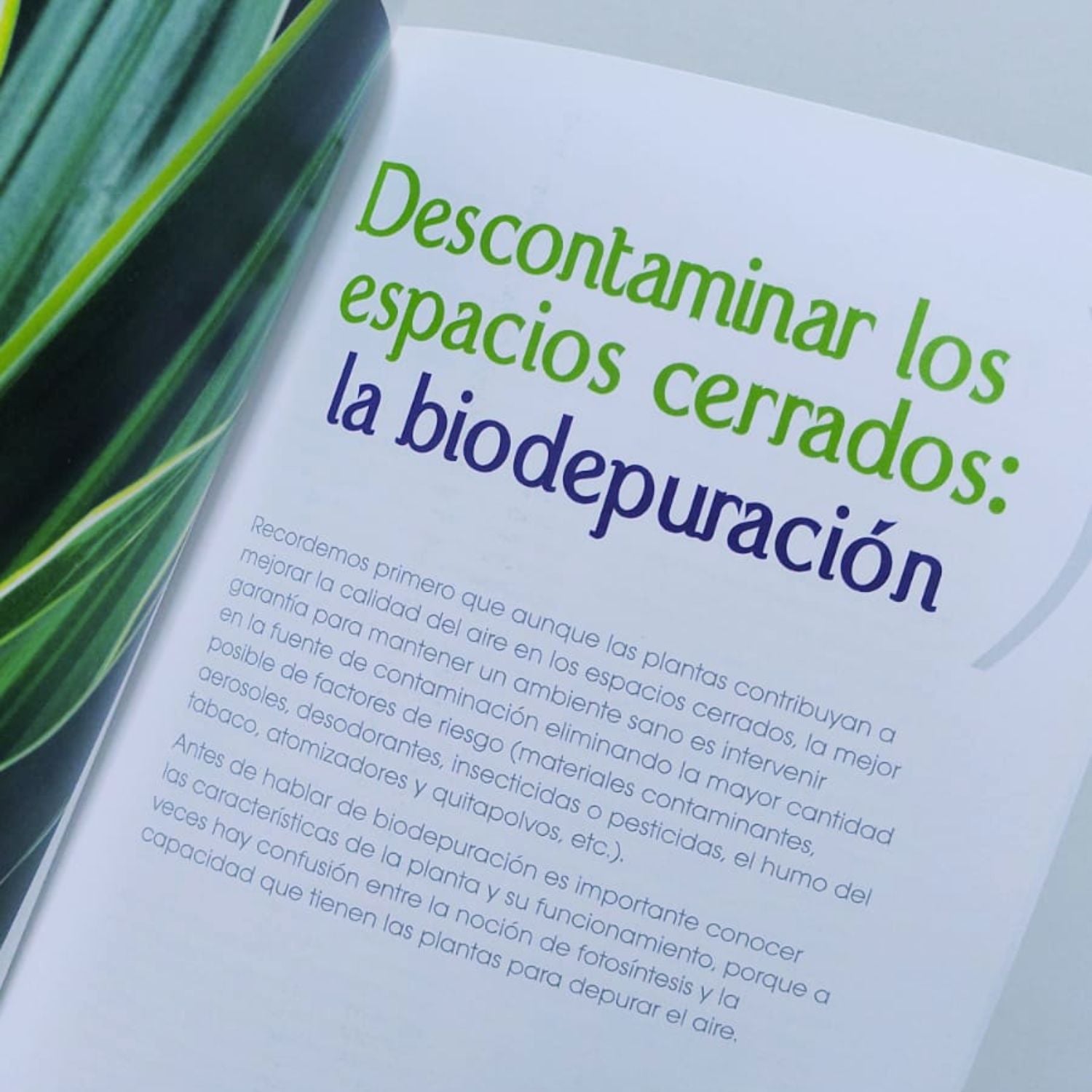 Plantas descontaminantes