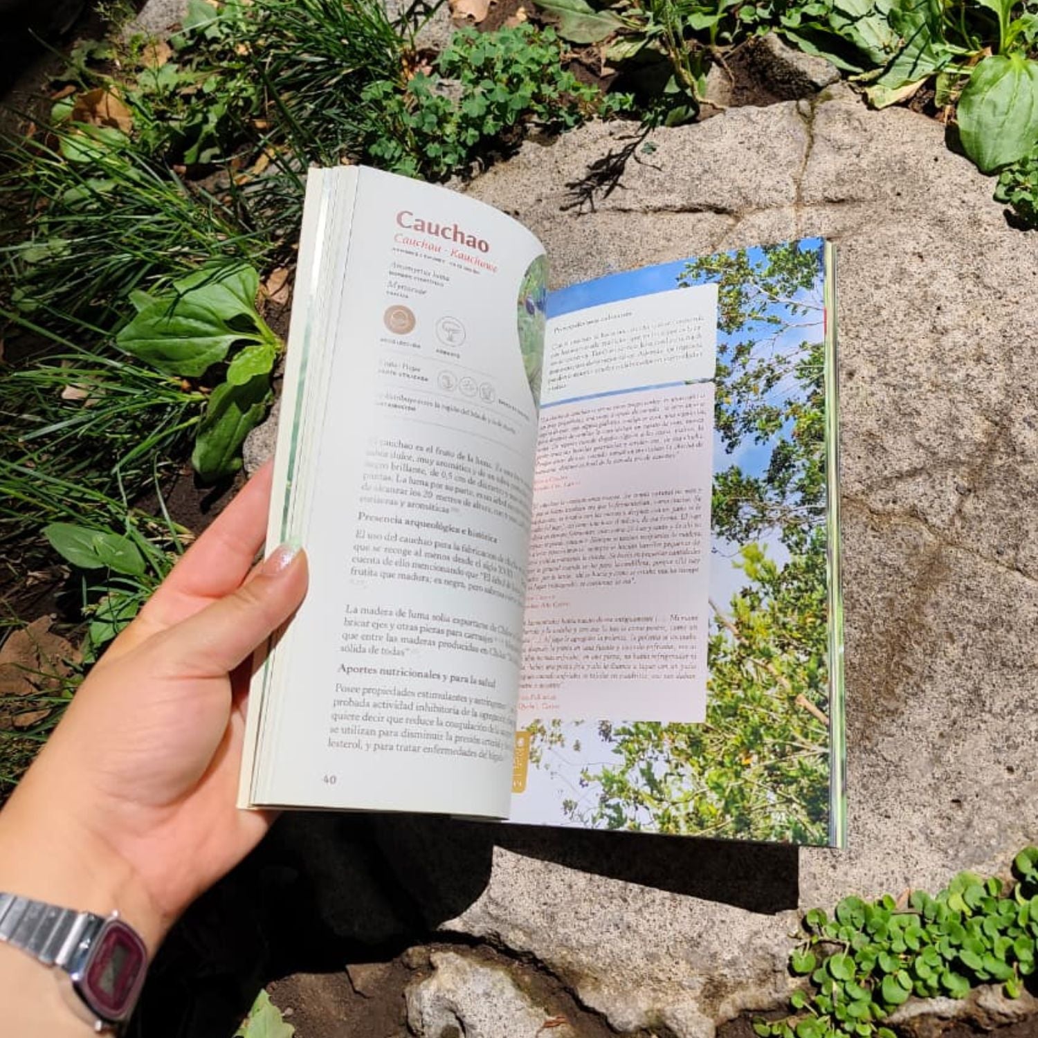 Patrimonio Alimentario del Archipiélago de Chiloé