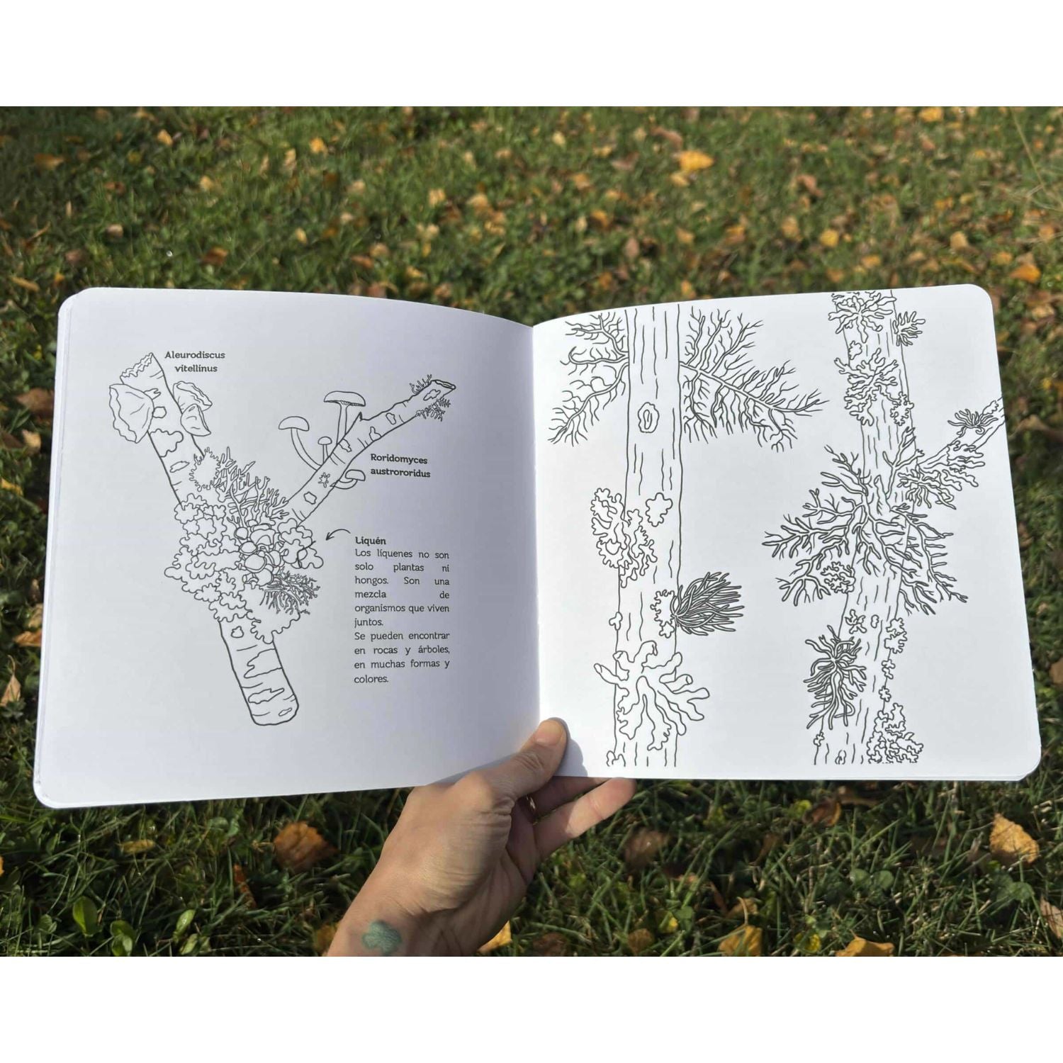 Libro de actividades: Otoño descubre y pinta