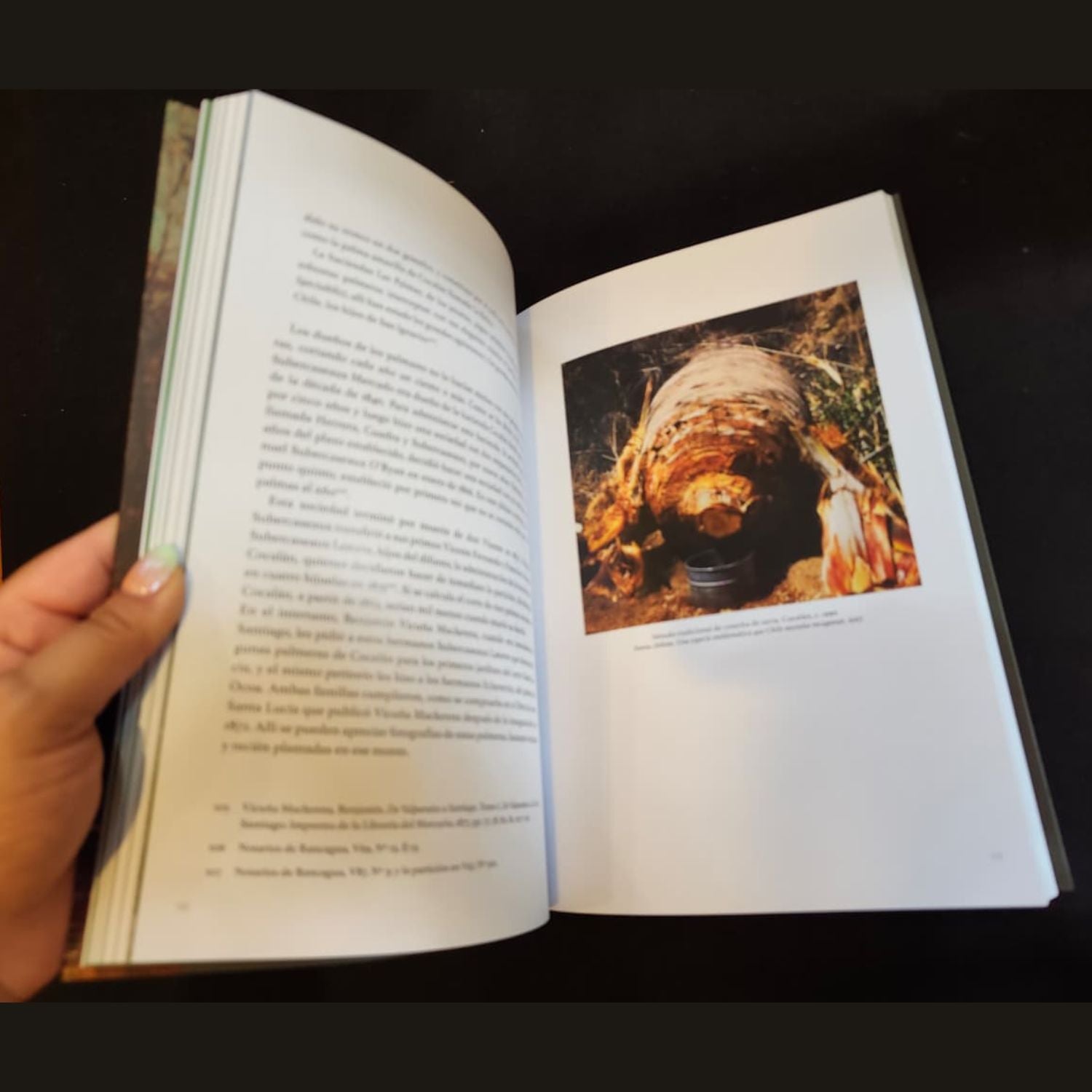 La palma chilena, su historia