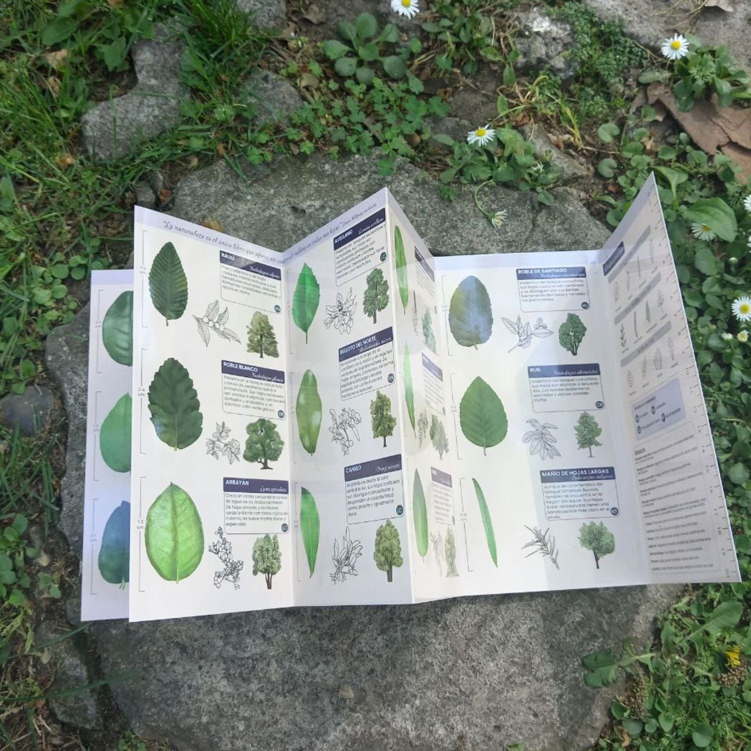 Guía de bolsillo - Hojas nativas Chile central