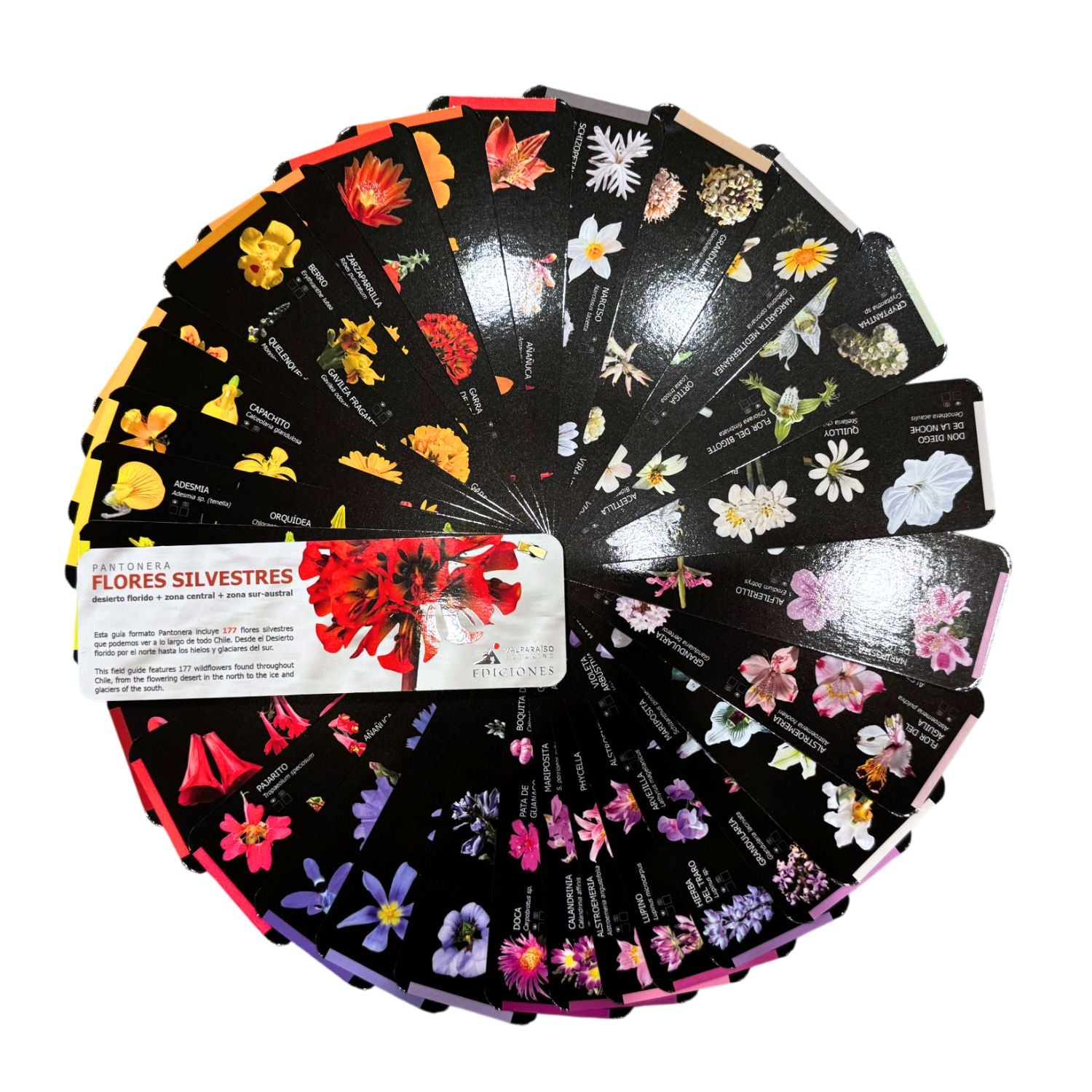Pantonera doble: Abejas & Flores silvestres (desierto florido, zona central y zona sur)