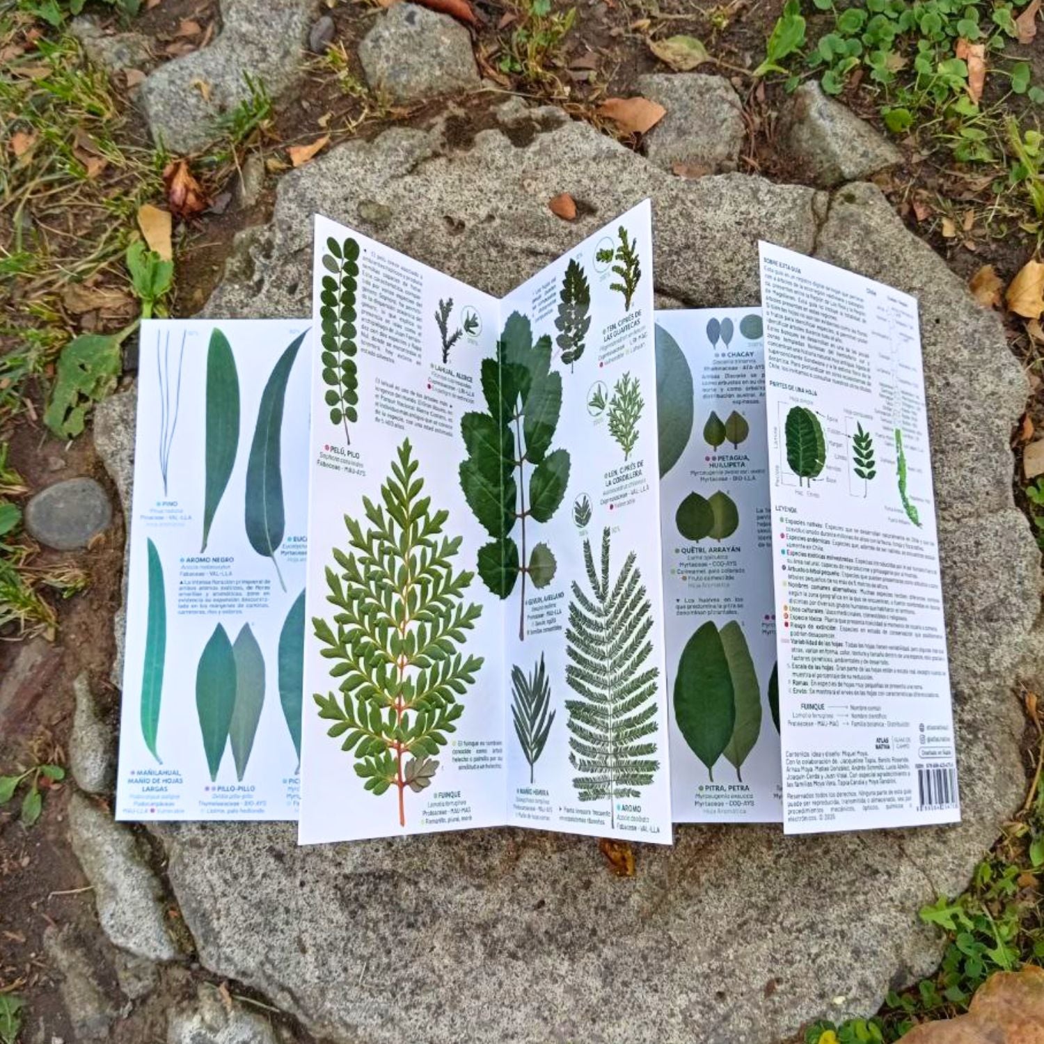 Guía de bolsillo - Hojas de los árboles de la selva valdiviana y los bosques patagónicos