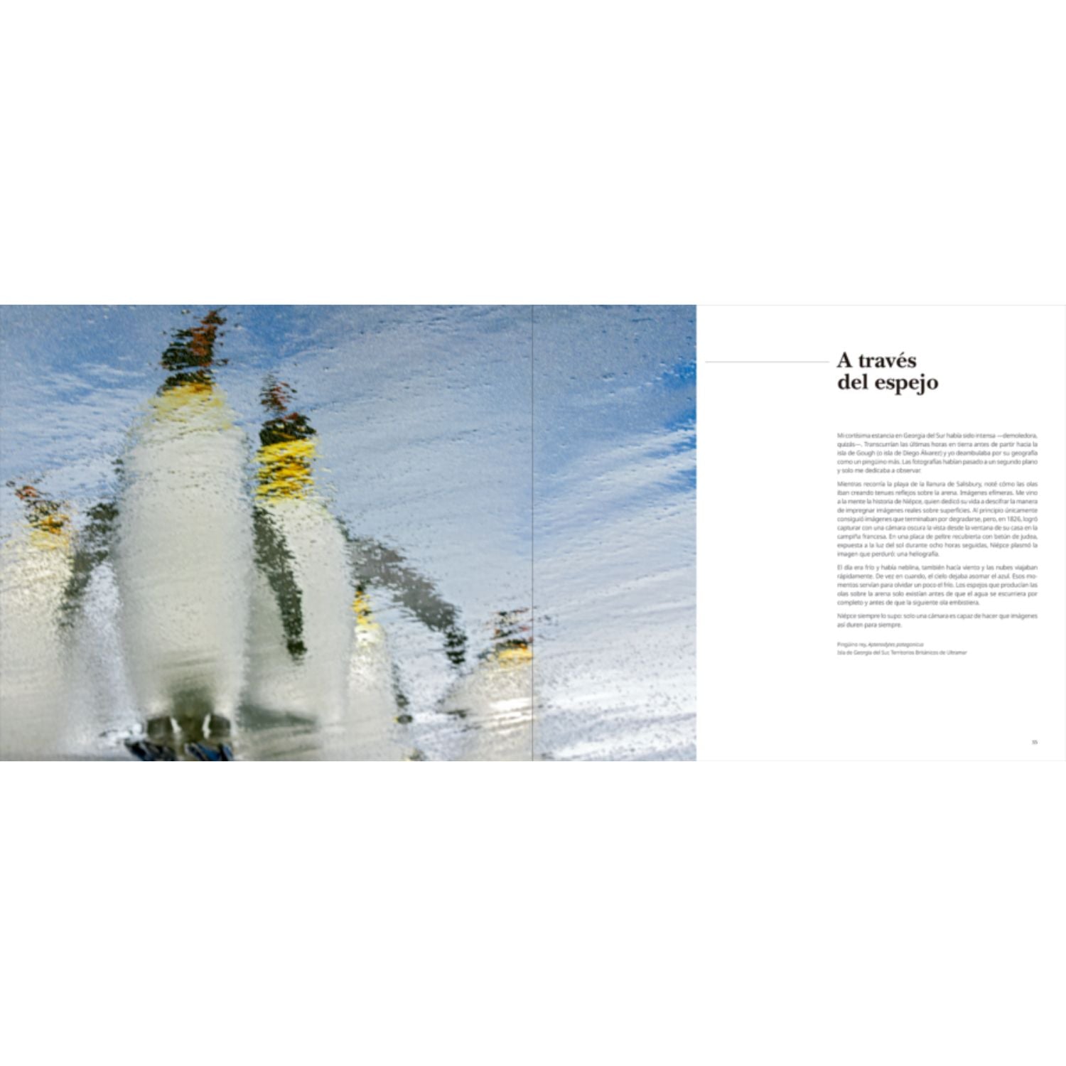 Portfolio 1: Fotografías e historias de aves extraordinarias
