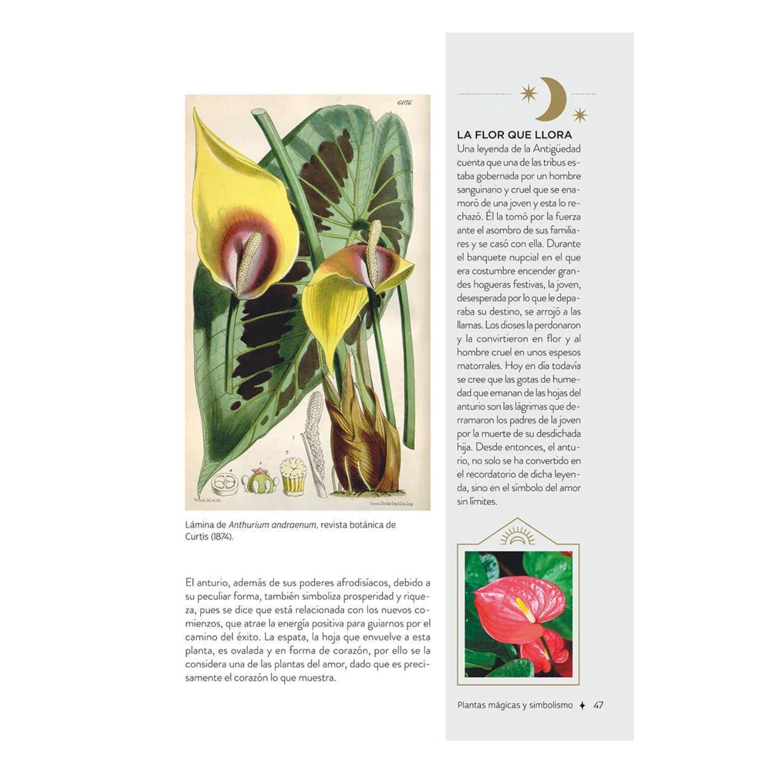Plantas con poderes mágicos