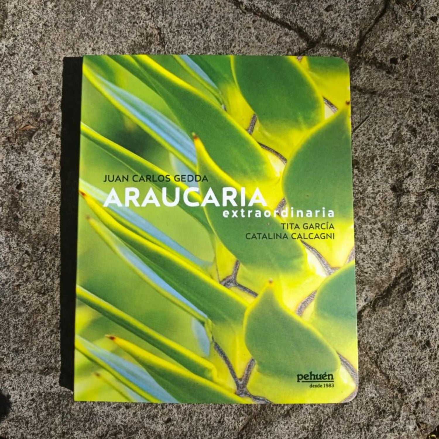 Araucaria extraordinaria