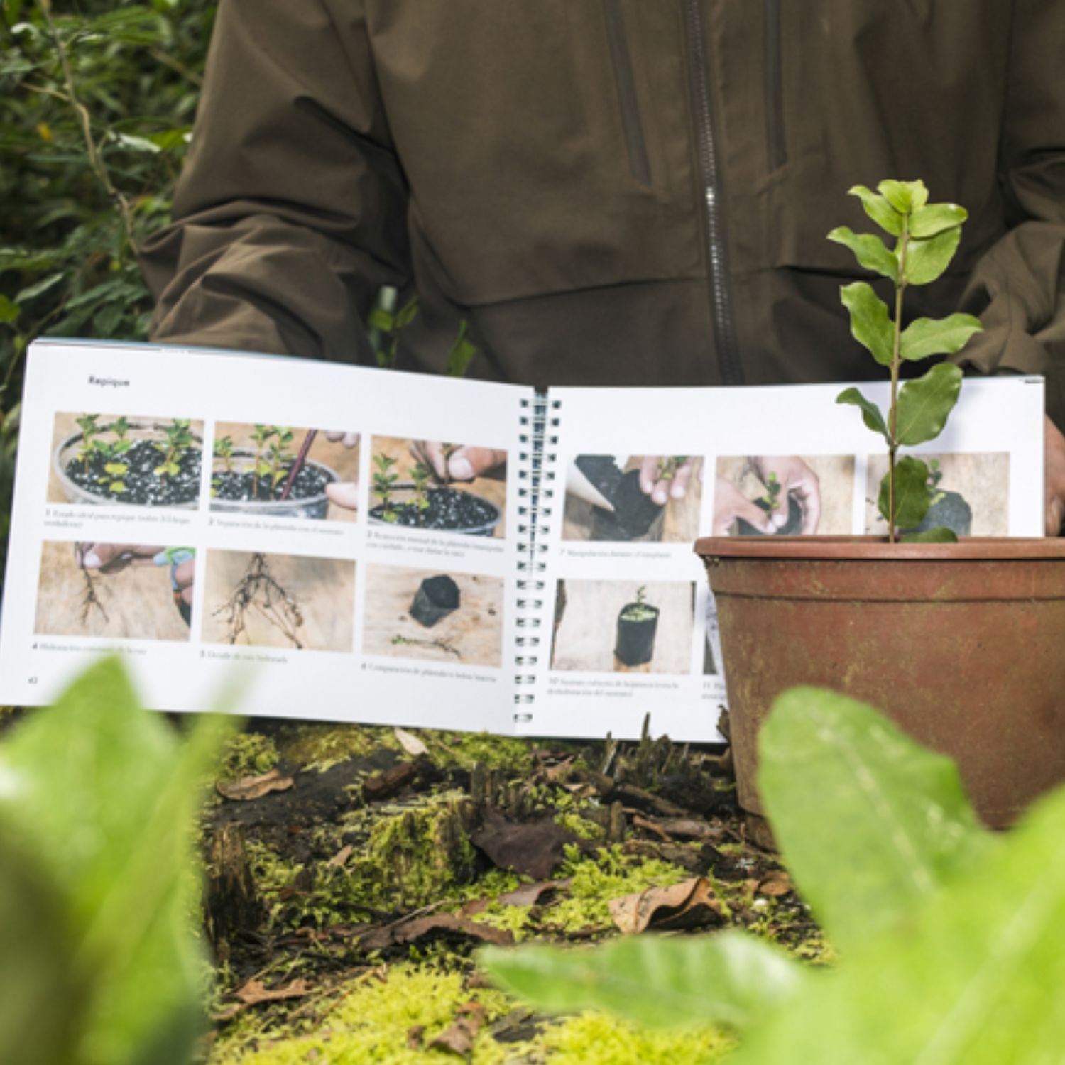 Manual de propagación de árboles nativos de Chile