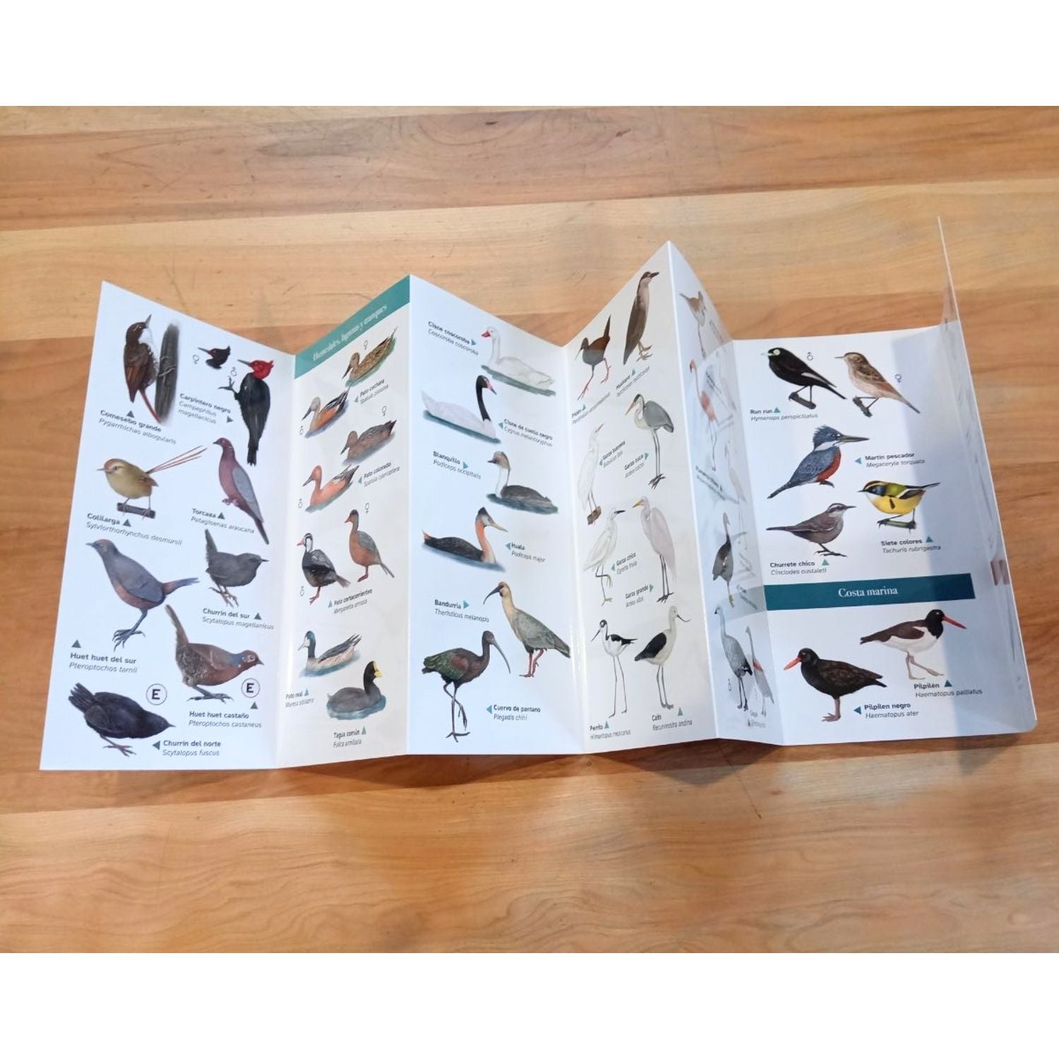 Guía de bolsillo - Aves de Chile (87 especies)