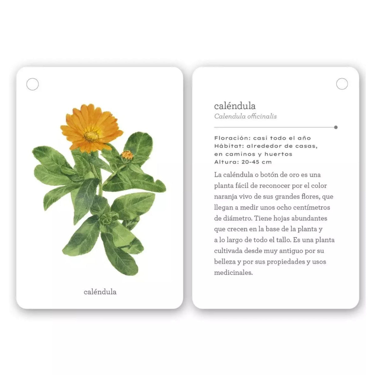 Fíjate: Flores Silvestres