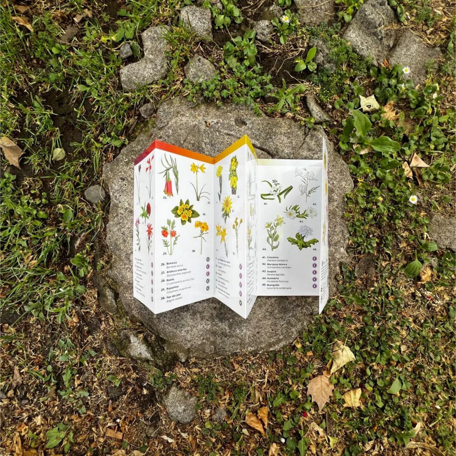 Guía de bolsillo - Flora silvestre de Chile zona norte