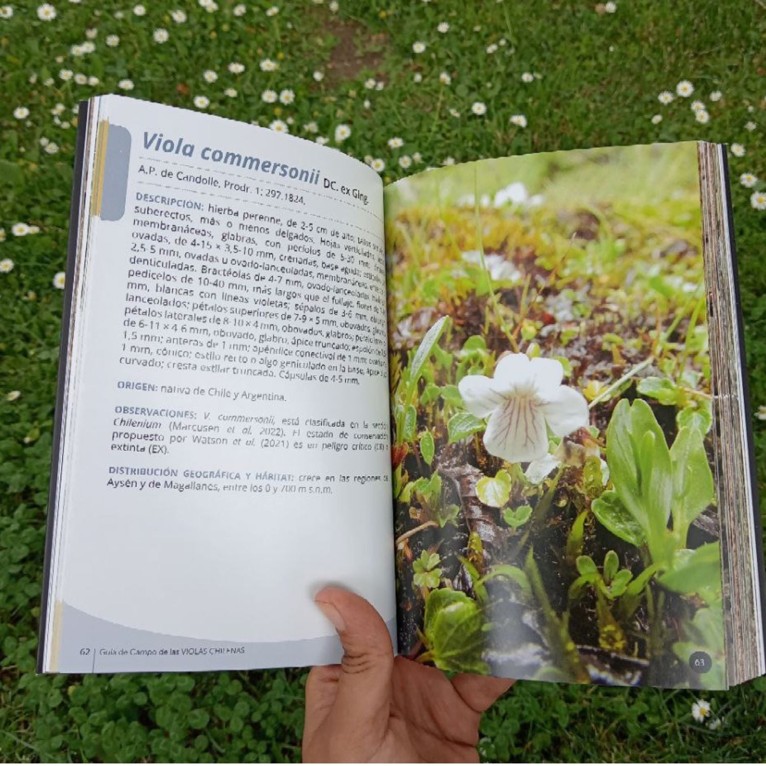 Guía de campo de las violas chilenas