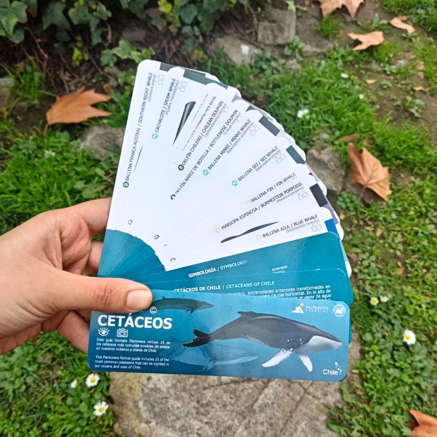 Pantonera Cetáceos