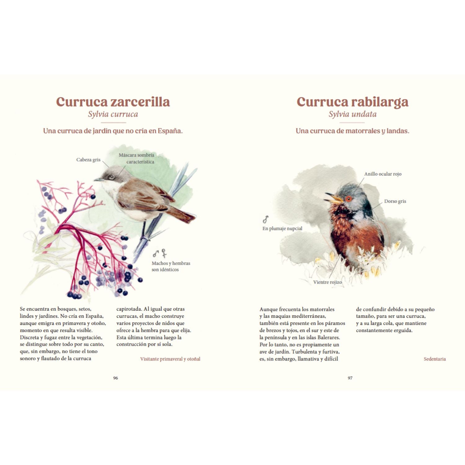 Aves de Nuestros Jardines, Ciudades y Pueblos