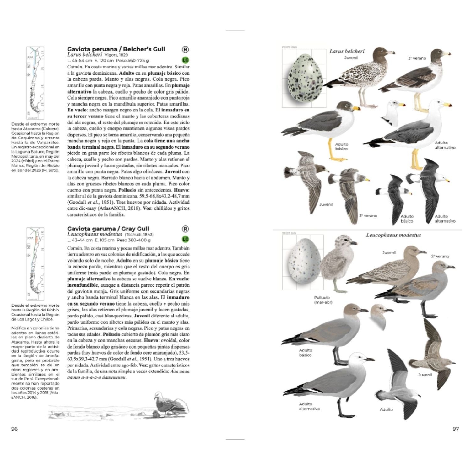 Aves de Chile - Daniel Martinez (Segunda edición)
