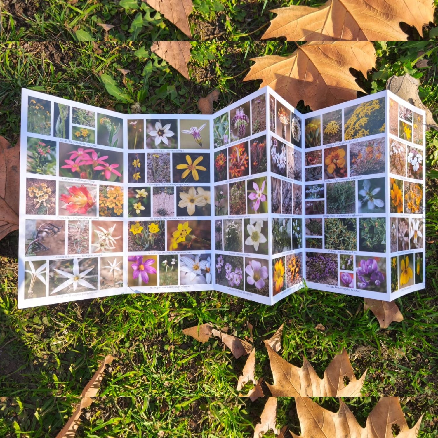 Guía fotográfica de plantas herbáceas de la estepa patagónica