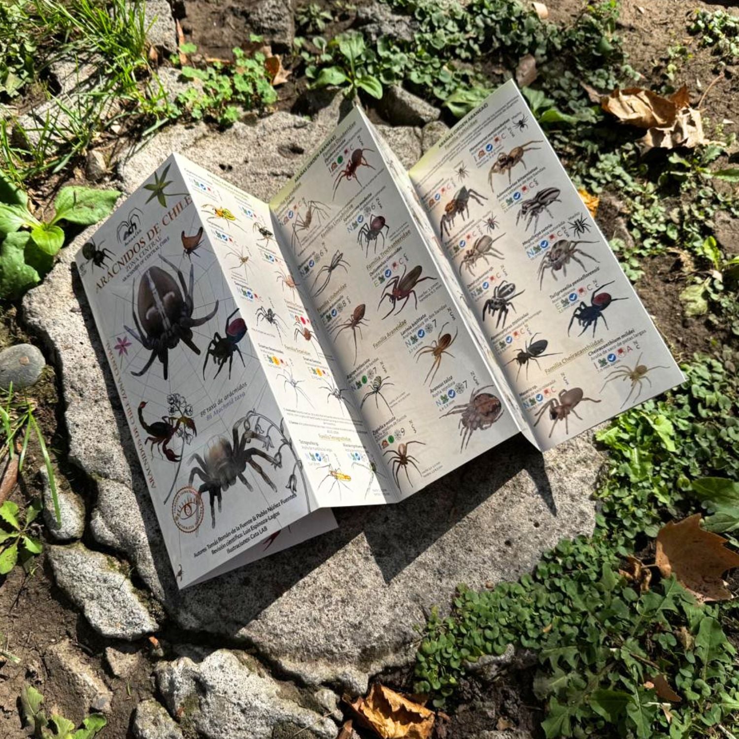 Guía de bolsillo - Aracnidos de chile zona central