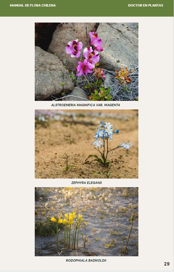 Ebook - El Manual de La Flora Chilena para jardines