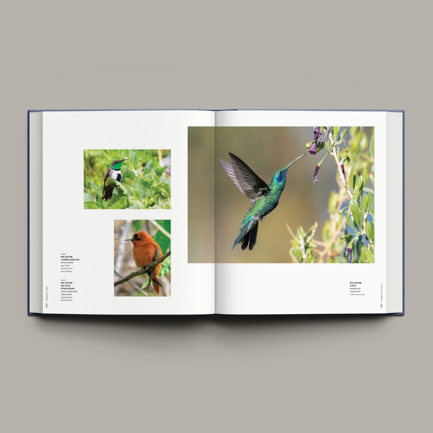 365 Birds of Chile