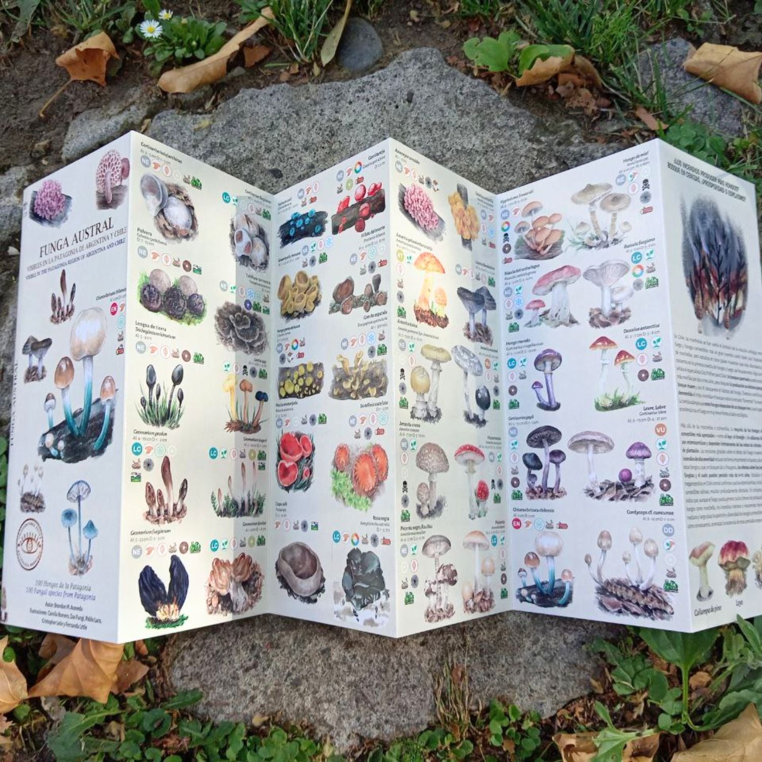 Funga Austral - Guia de reconocimiento de hongos de chile