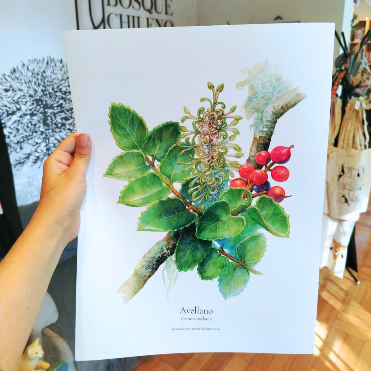 Lámina ilustrada flora Bosque Chileno 30x40 cm
