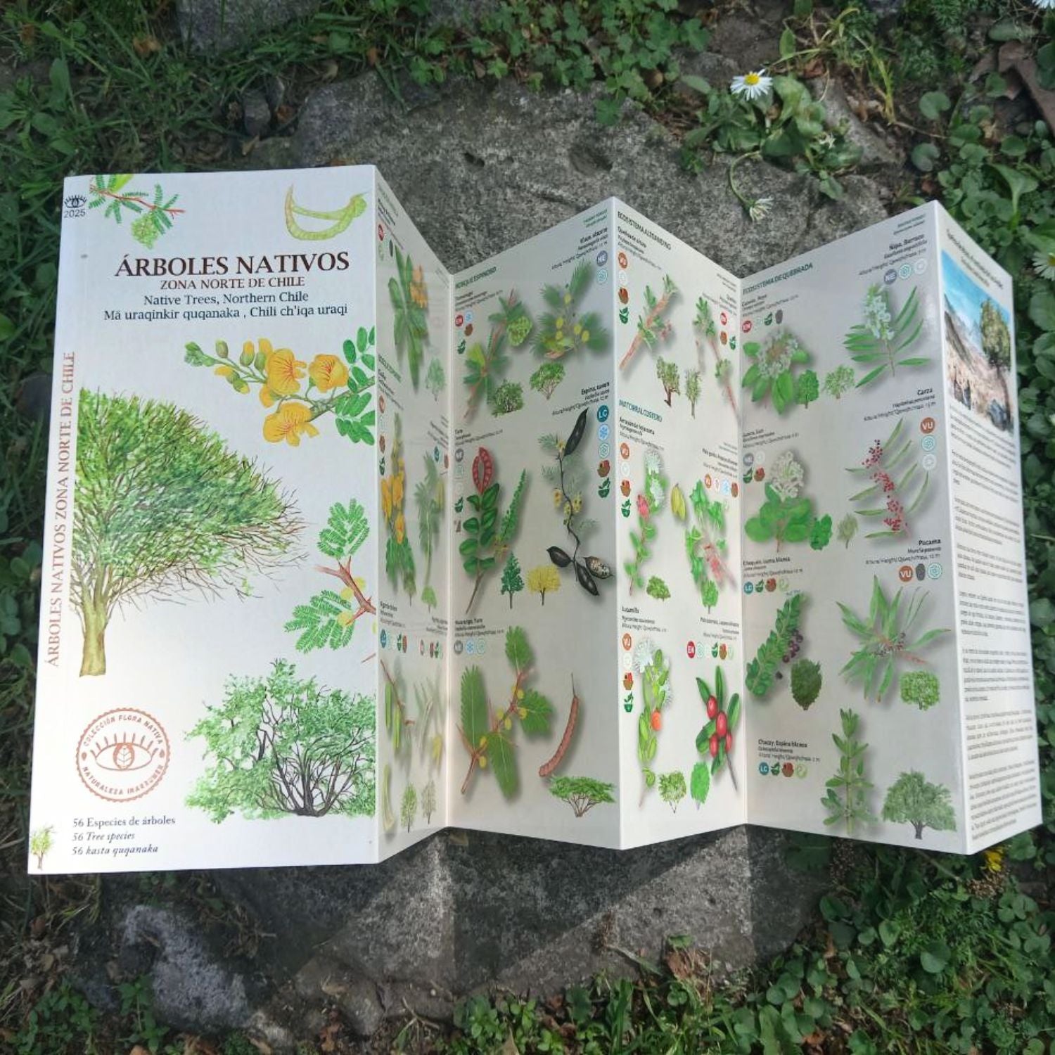 Guía de bolsillo - Árboles nativos zona norte de Chile
