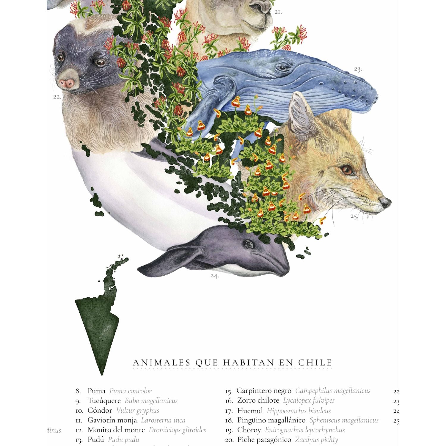 Mapa ilustrado - Animales que Habitan Chile (lámina)