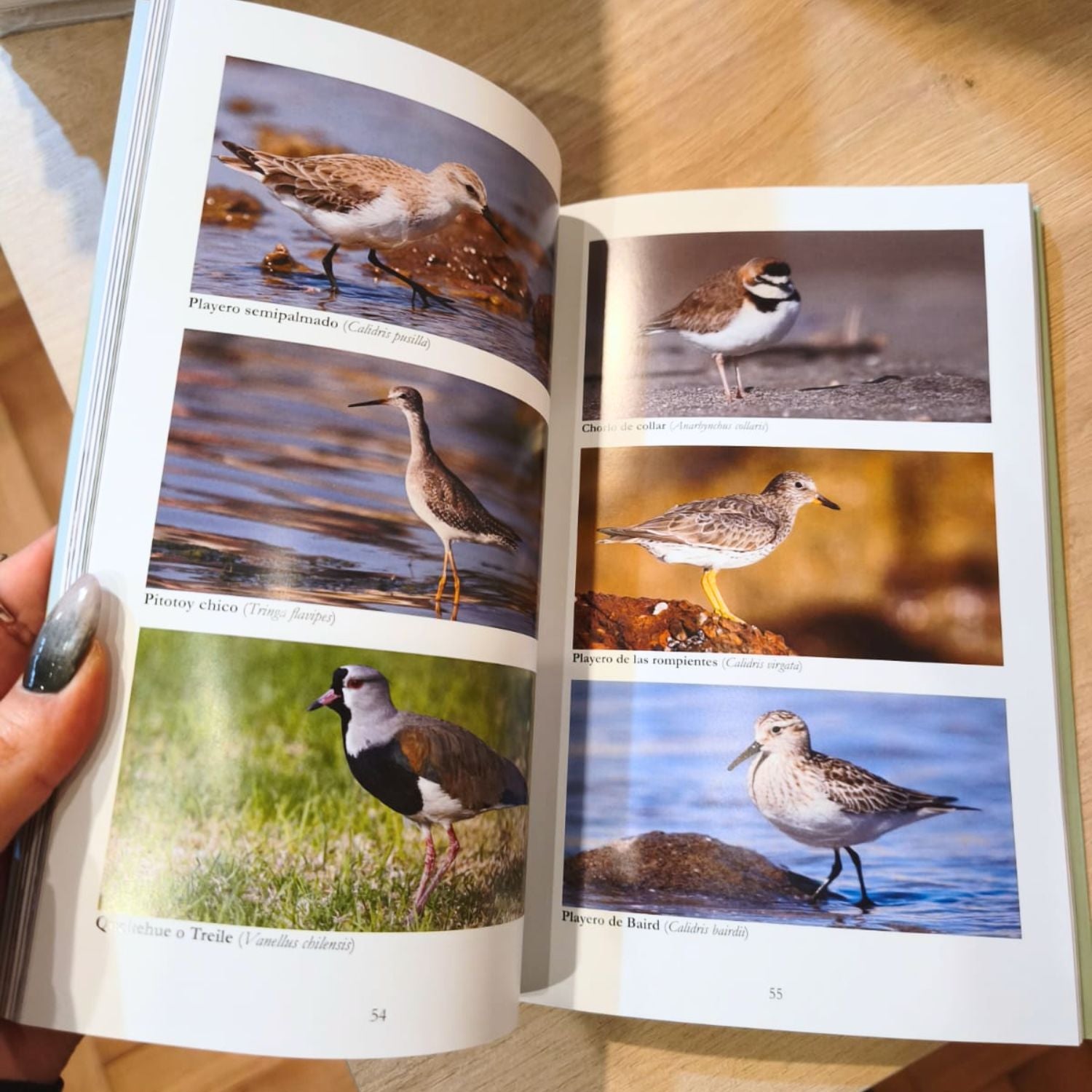 Lista de las Aves del Maule
