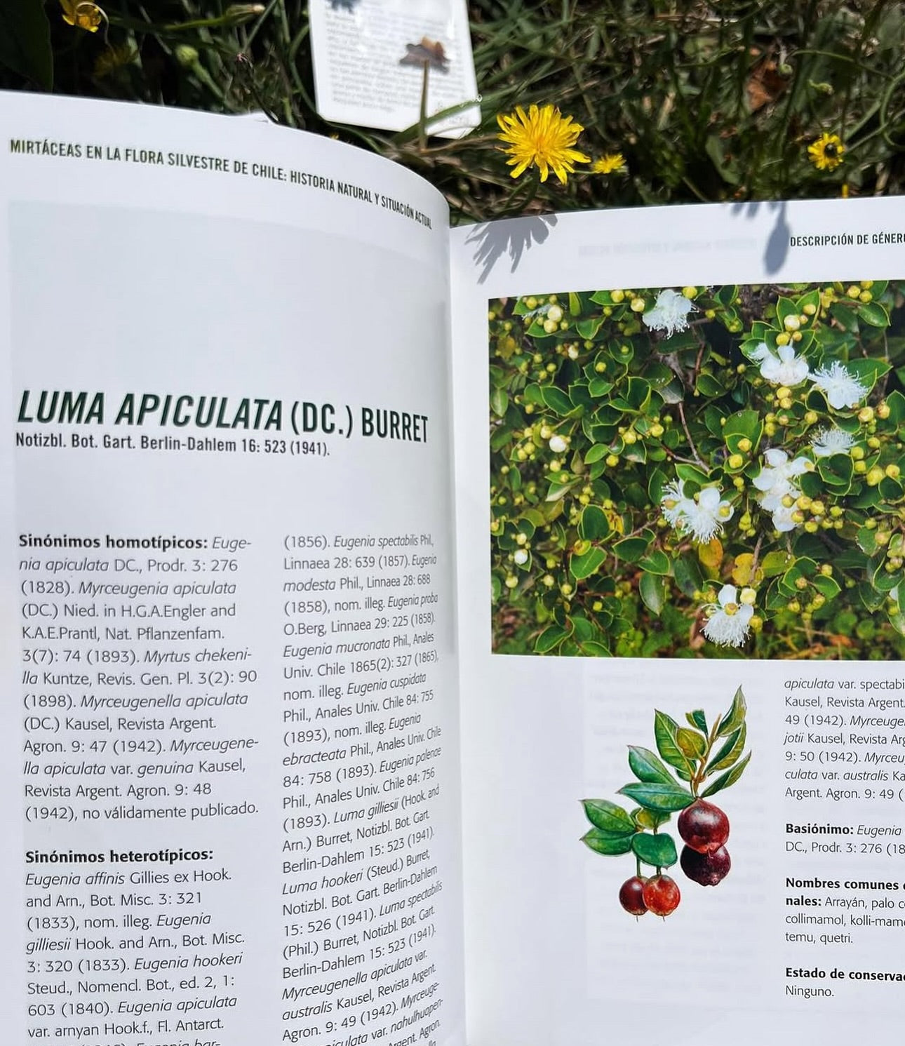 Pack Bosque Medicinal