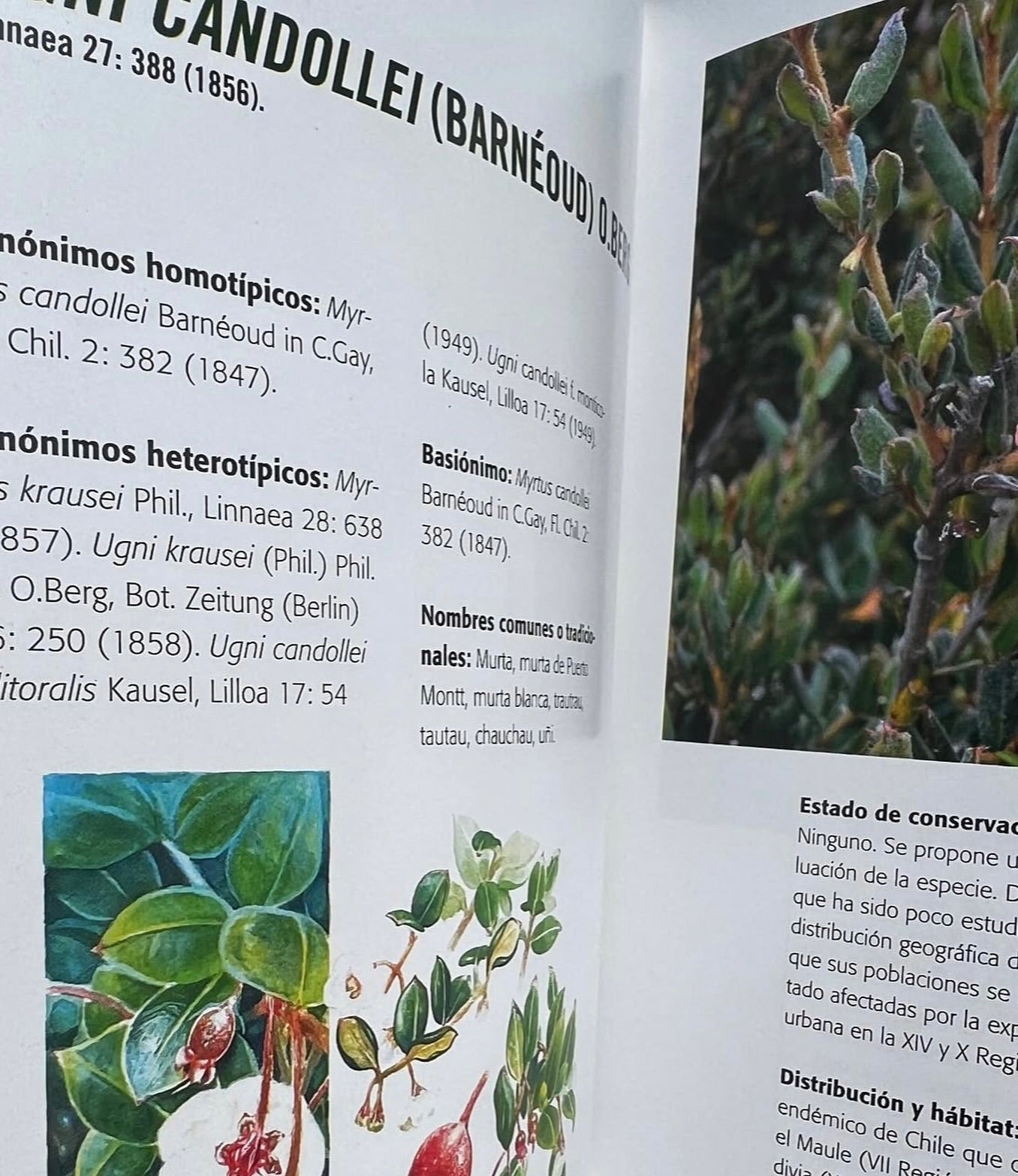 Pack Bosque Medicinal