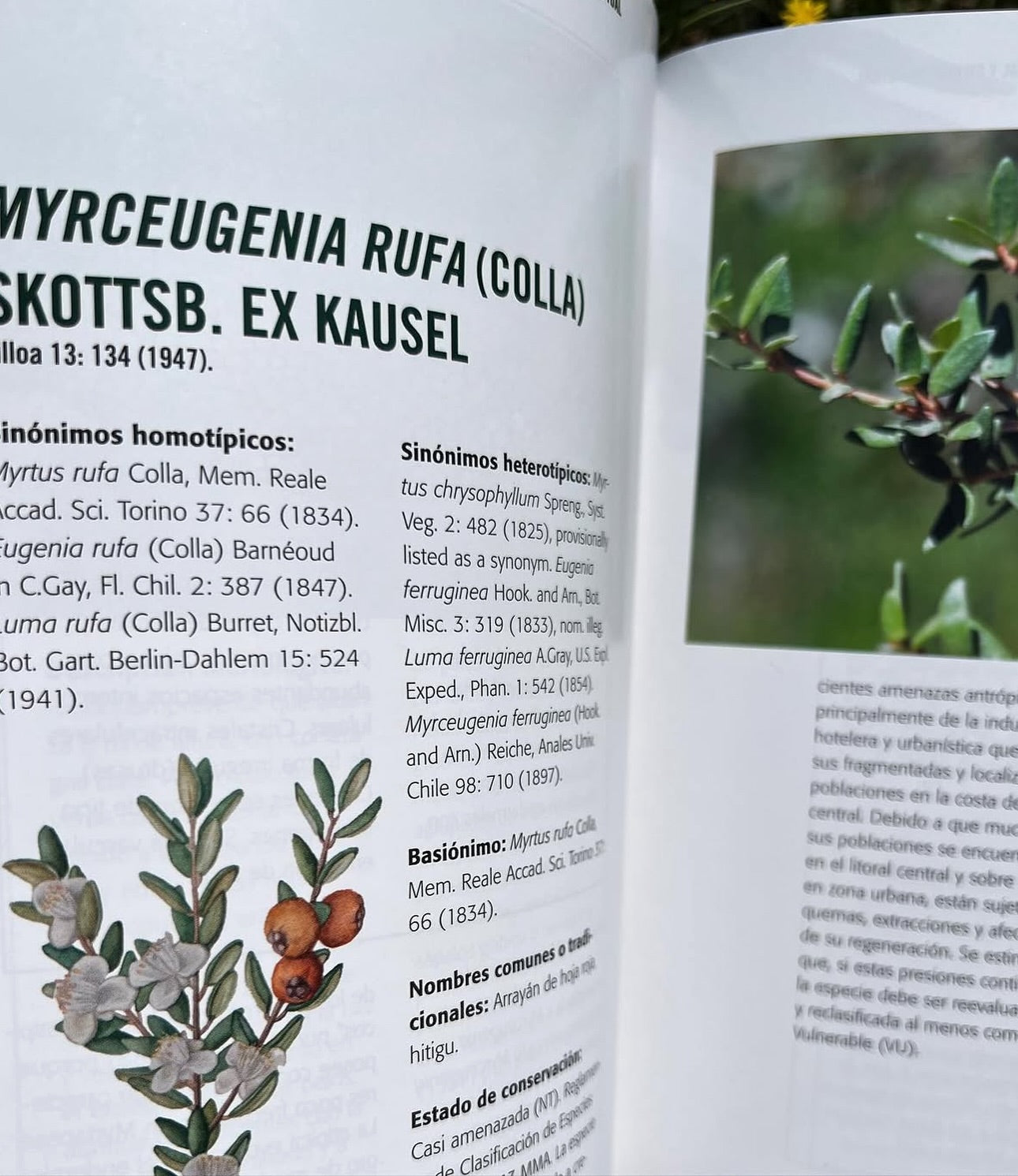 Pack Bosque Medicinal