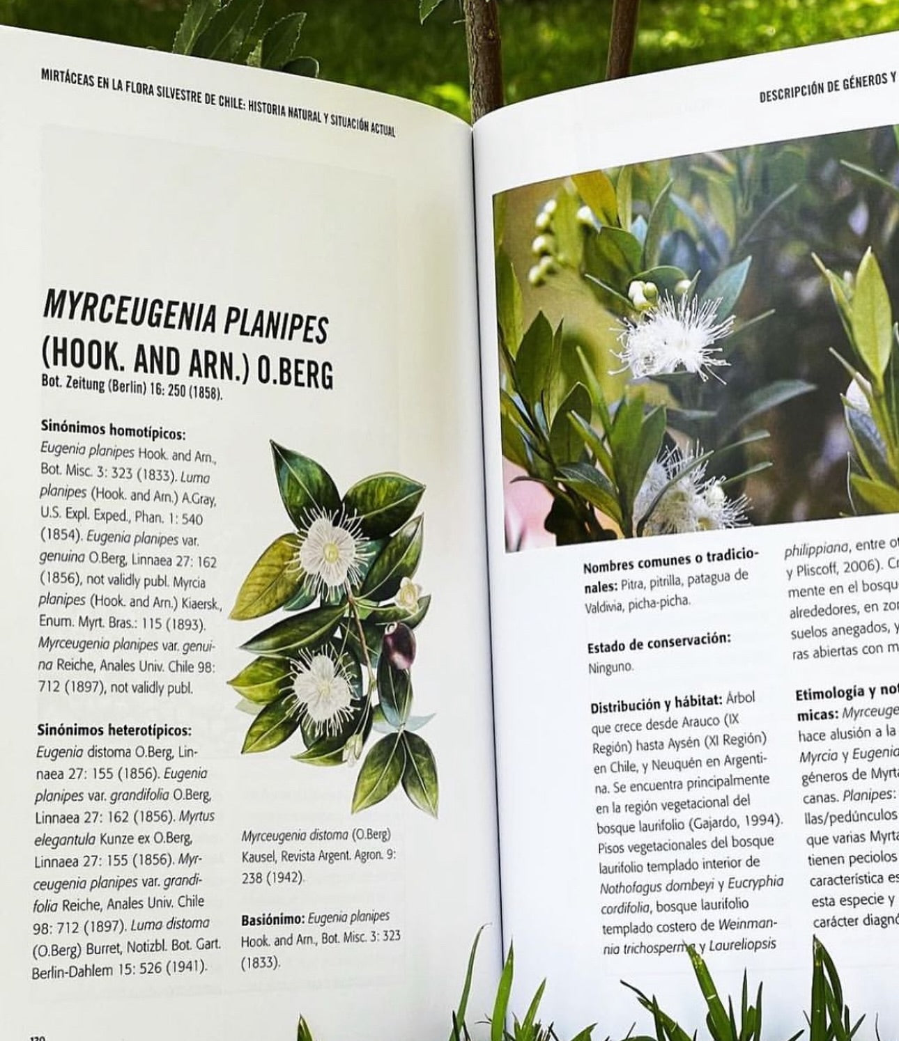 Pack Bosque Medicinal