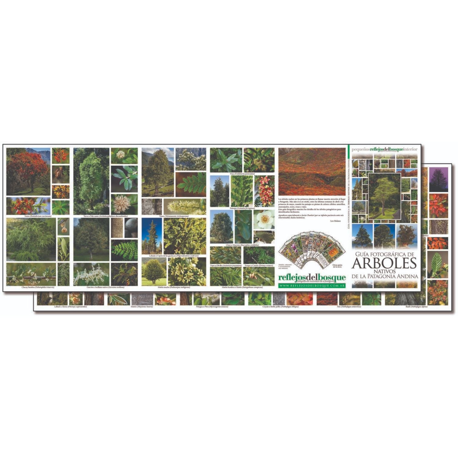 Guía fotográfica de árboles nativos de la Patagonia andina