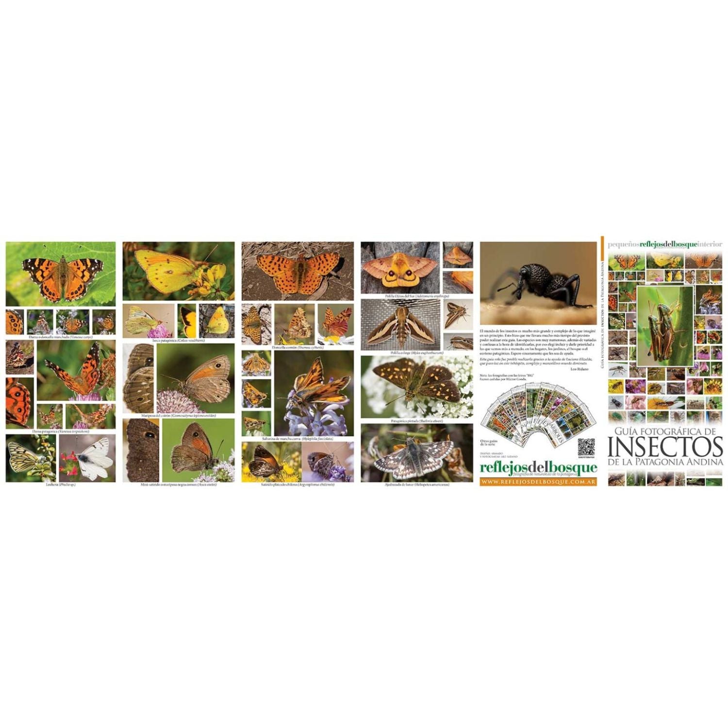 Guía fotográfica de insectos de la Patagonia Andina