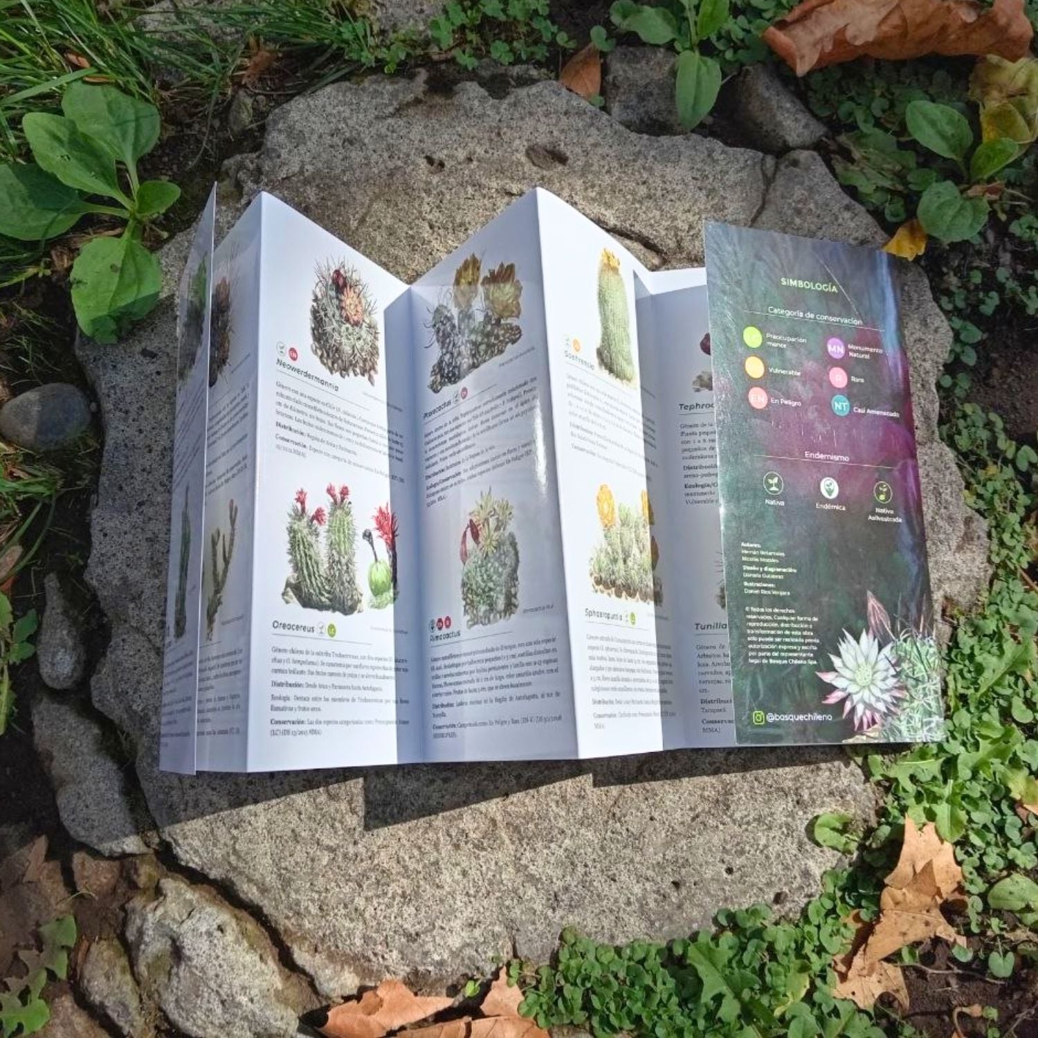 Guía de bolsillo - Cactáceas de Chile