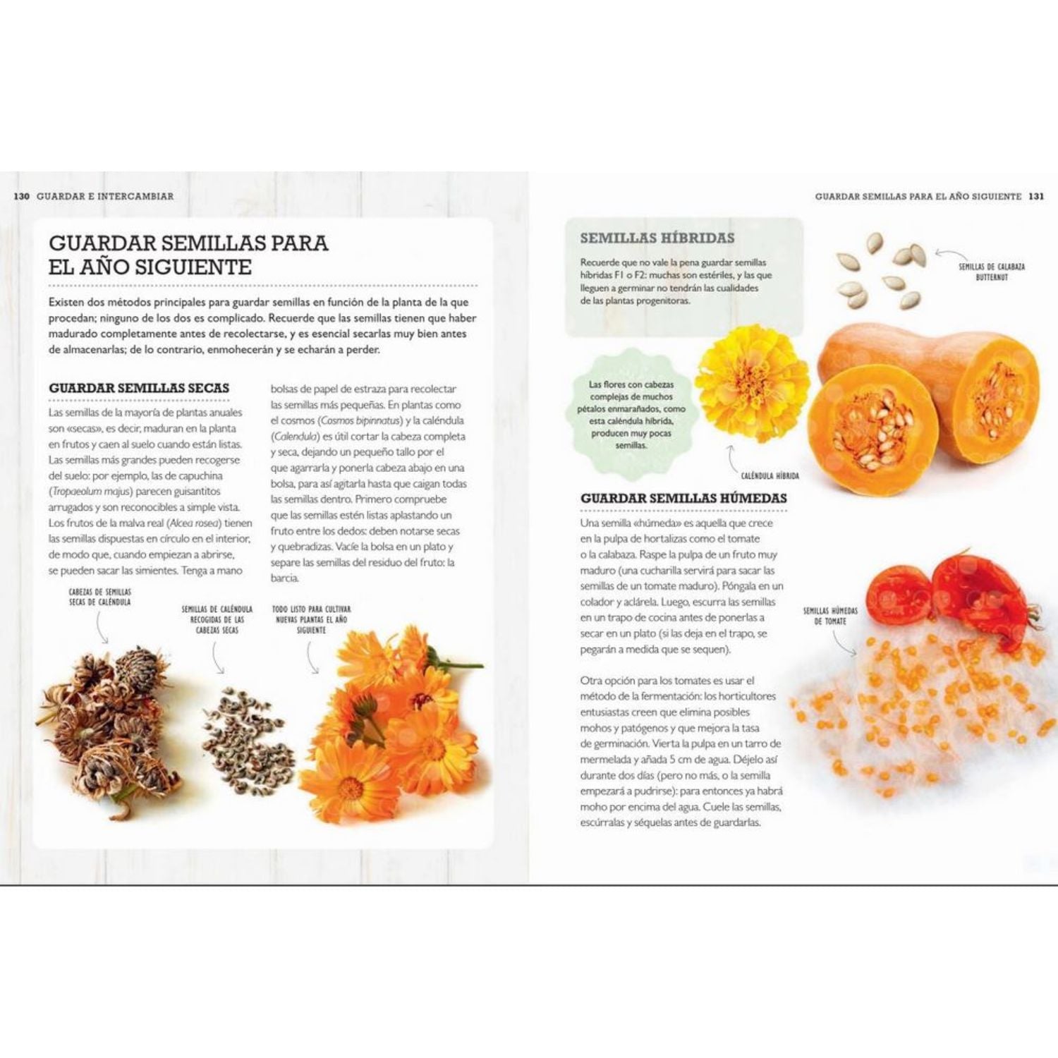 Cultivar plantas a partir de semillas