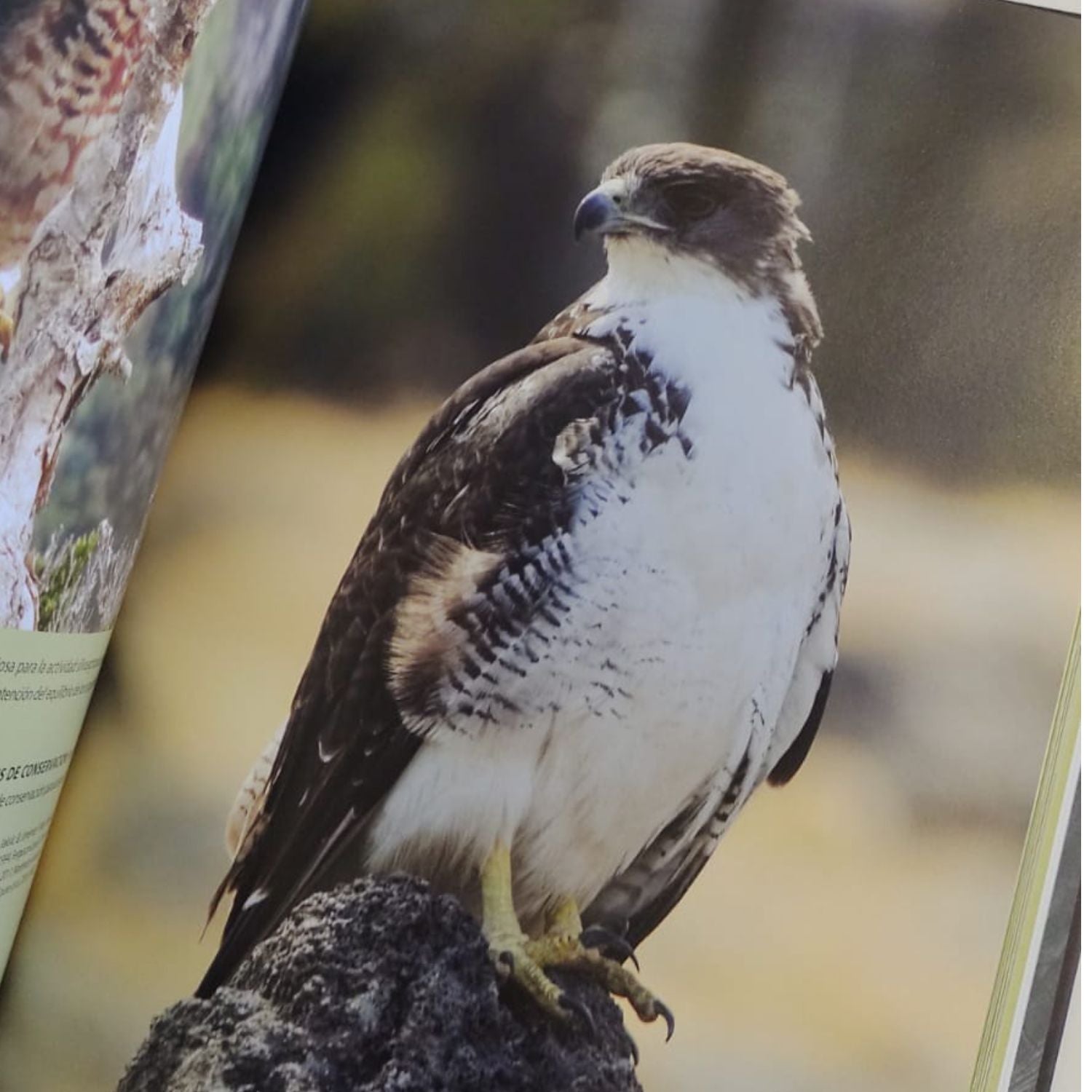 La Aves Rapaces De Chile (tapa Dura) – Bosquechileno