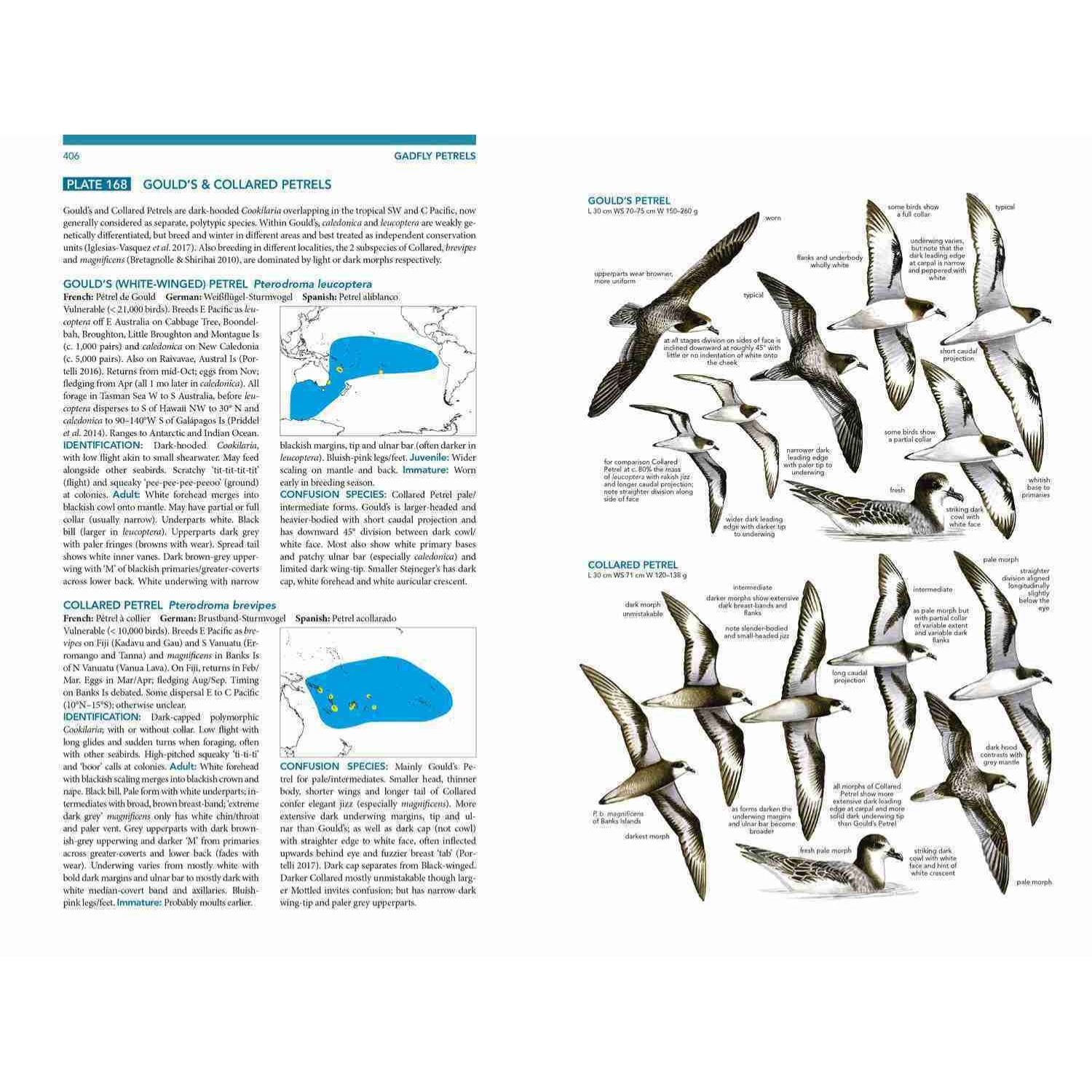 Seabirds - The New Identification Guide