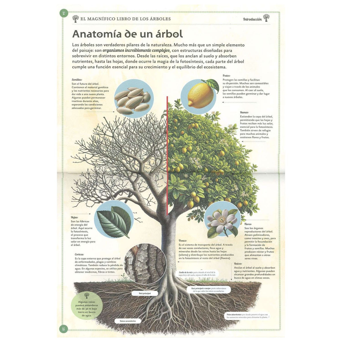 El magnifico libro de los árboles