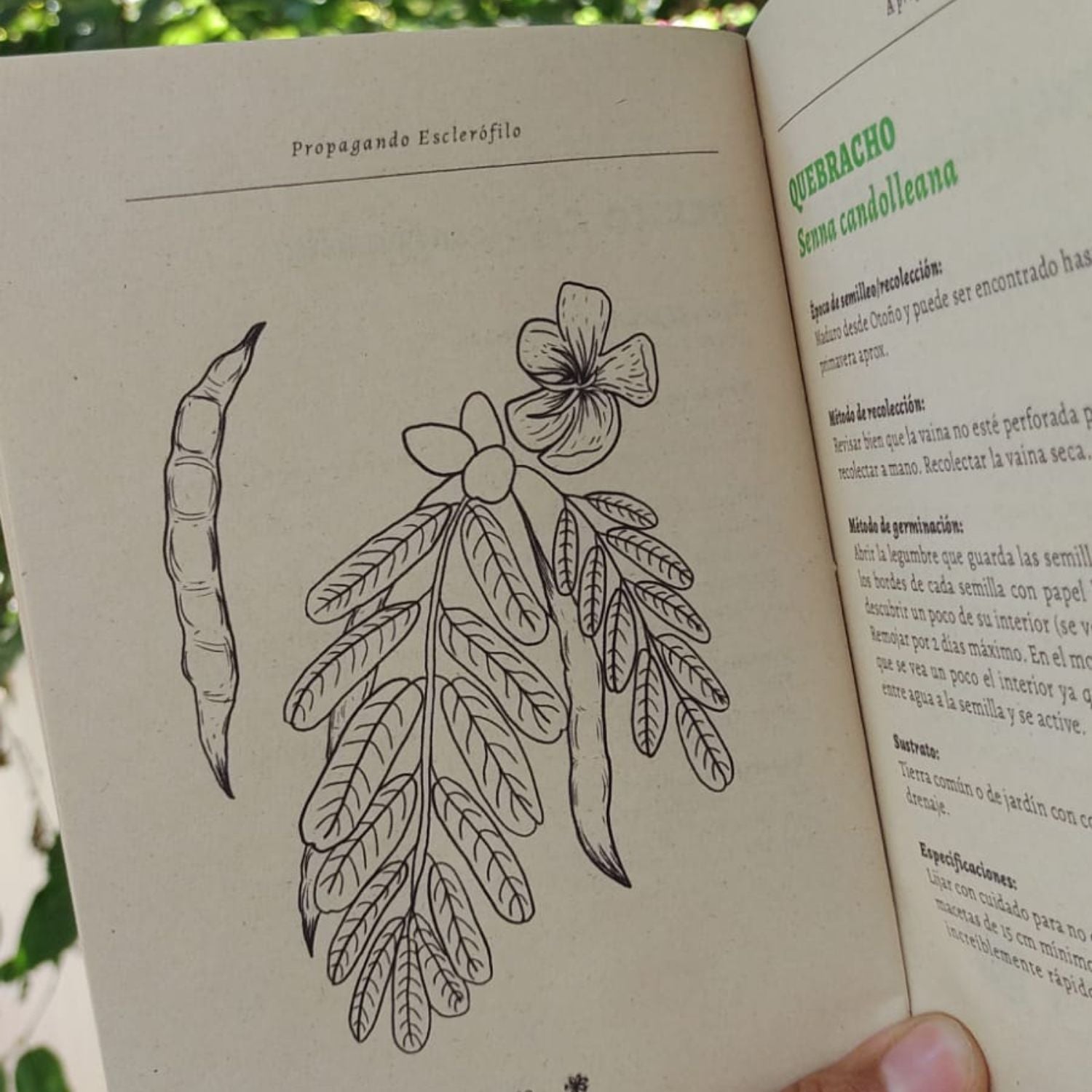 Propagando esclerófilo - Guía de propagación de flora nativa