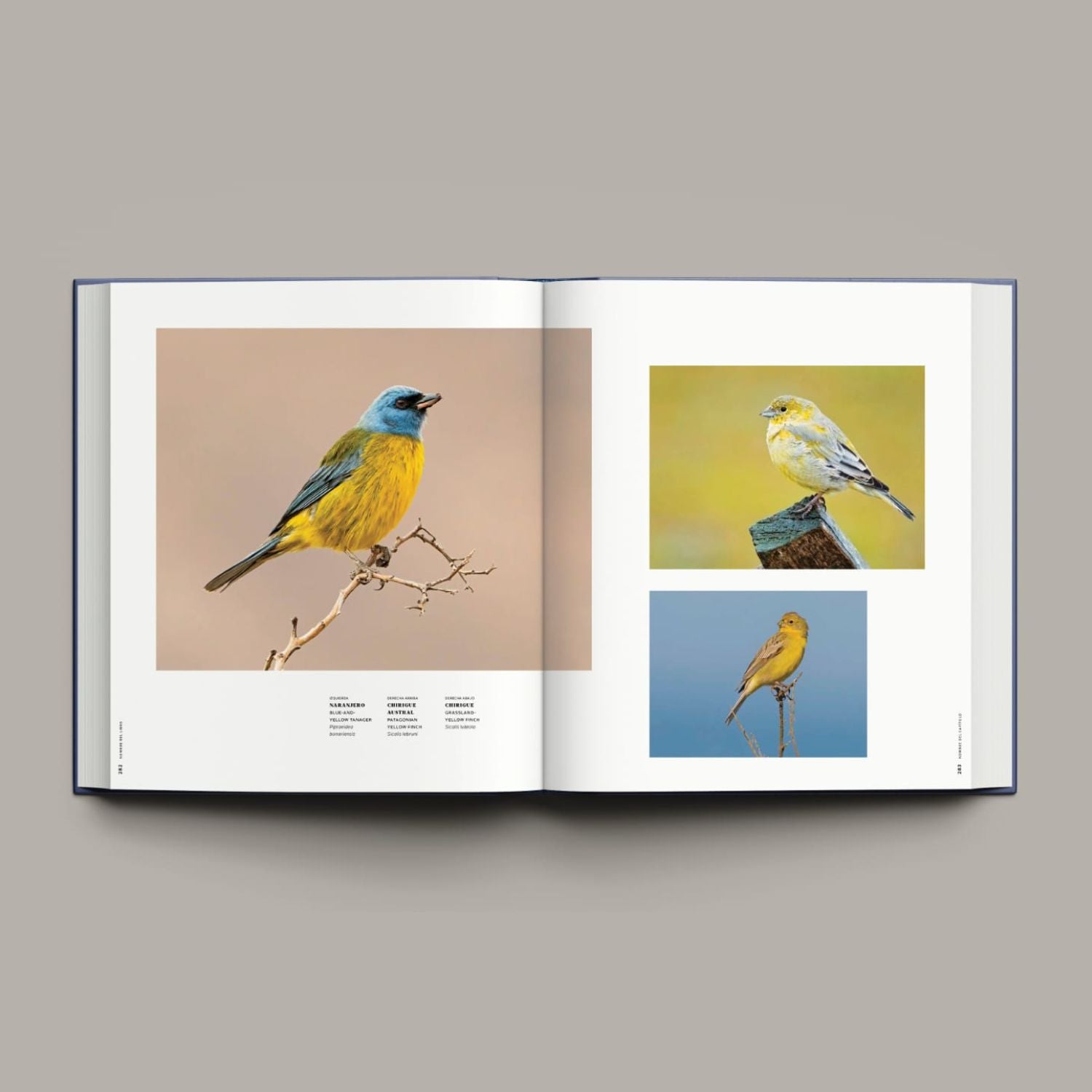 365 Birds of Chile