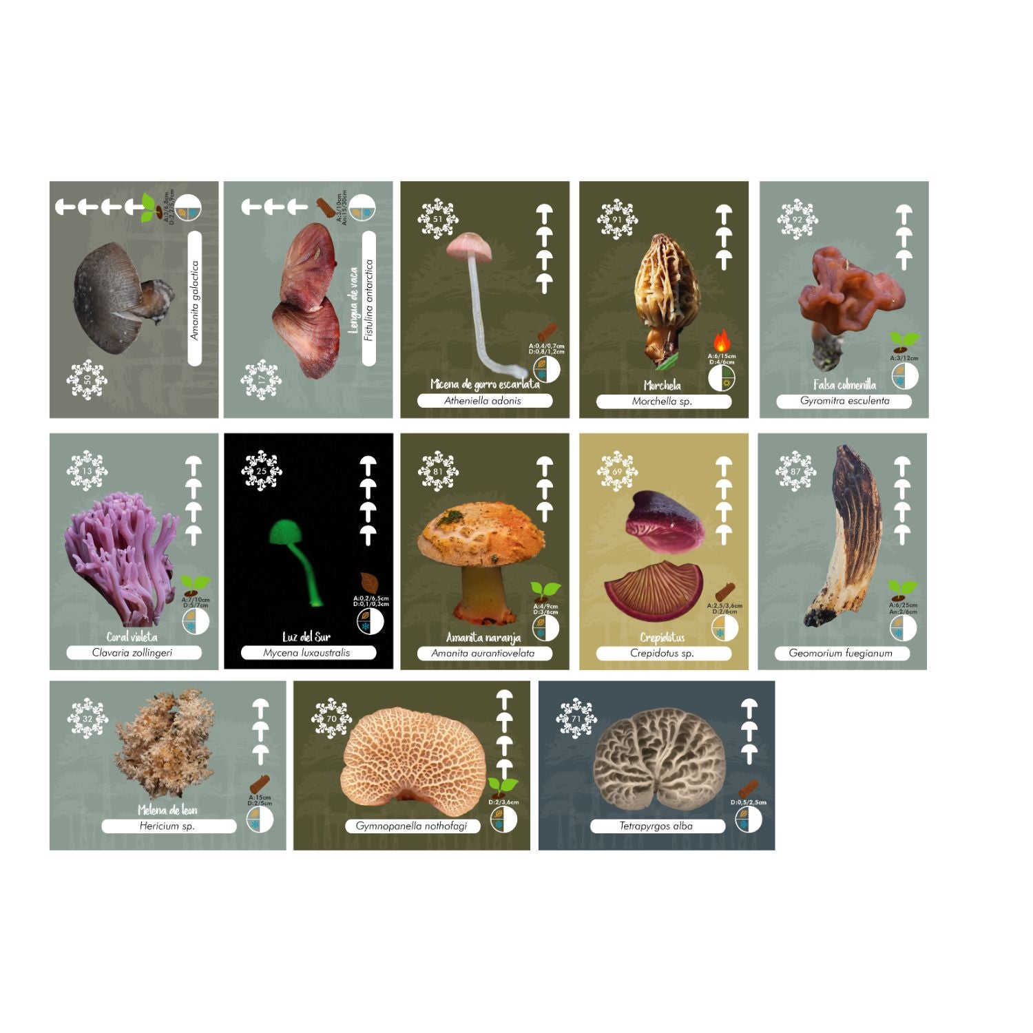 Álbum del naturalista - Hongos de Chile
