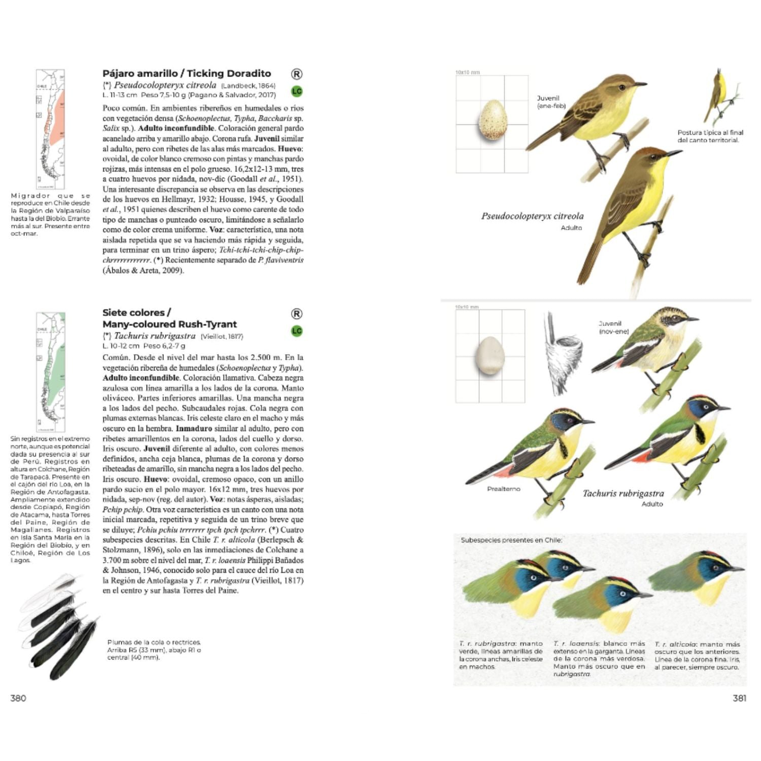 Aves de Chile - Daniel Martinez (Segunda edición)