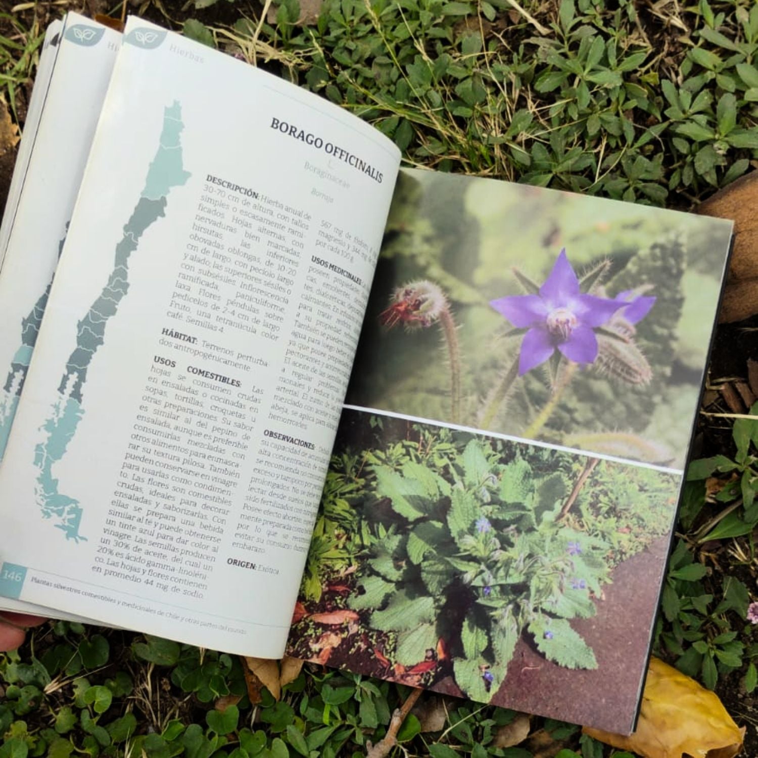 Plantas silvestres comestibles y medicinales de Chile y otras partes del mundo