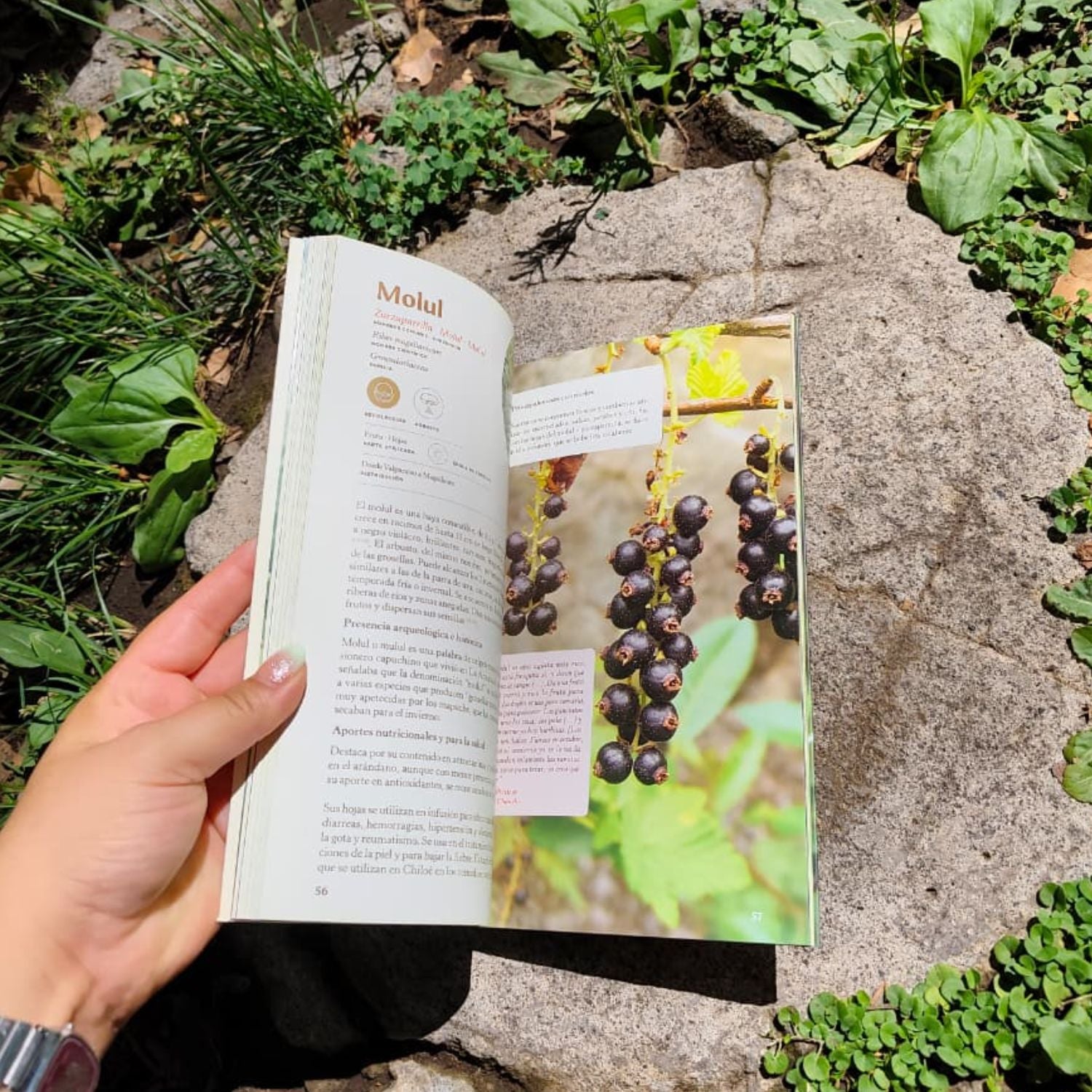 Patrimonio Alimentario del Archipiélago de Chiloé