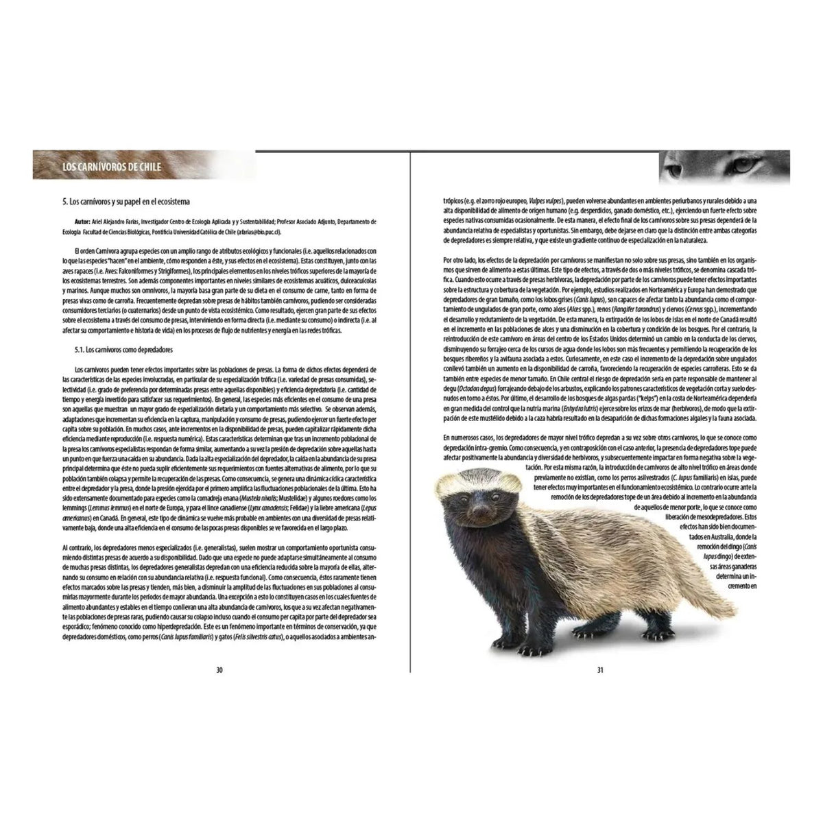 Los Carnívoros de Chile Tercera Edición (Tapa Dura)