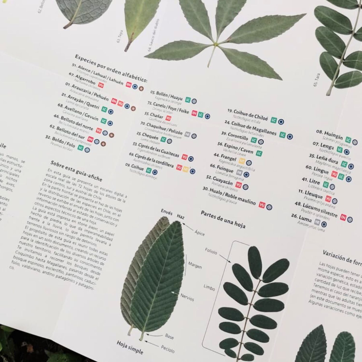 Lámina de identificación de Hojas Atlas Nativas