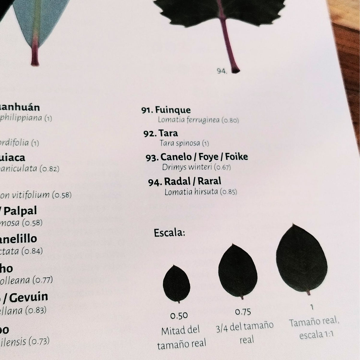 Lámina de identificación de Hojas Atlas Nativas
