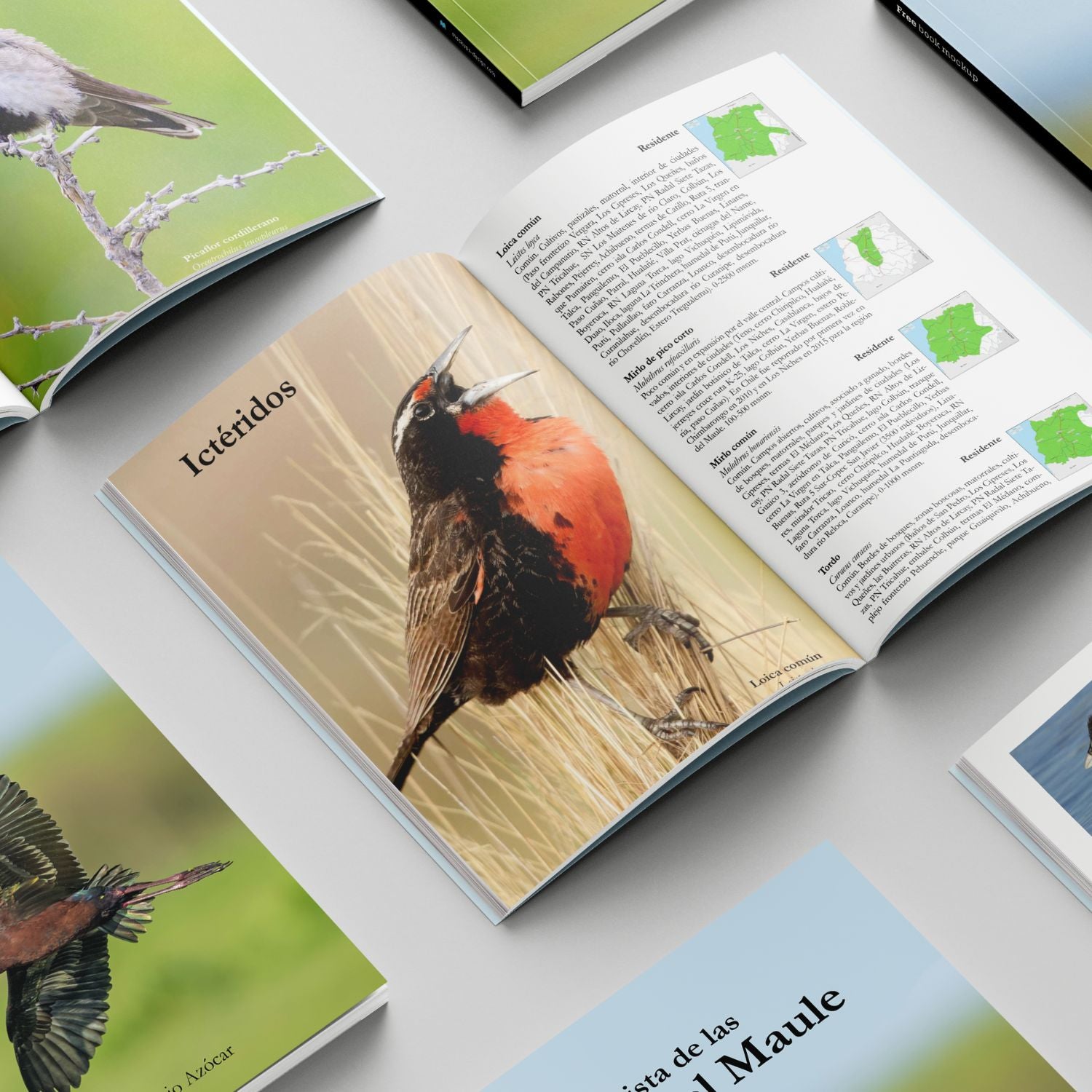 Lista de las Aves del Maule